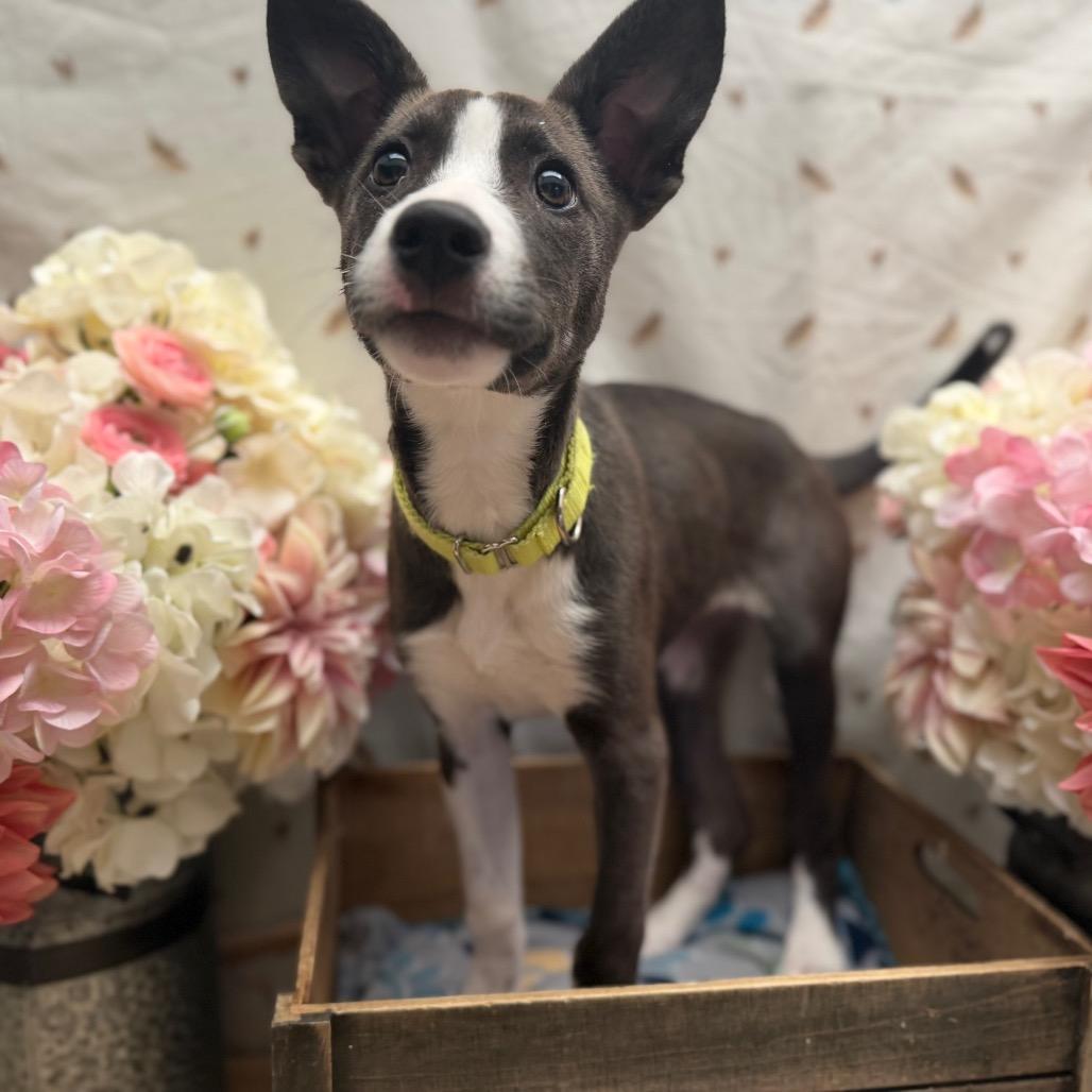 Enlarge Harmony, a Adoptable Husky in Newberg, OR image 1/1