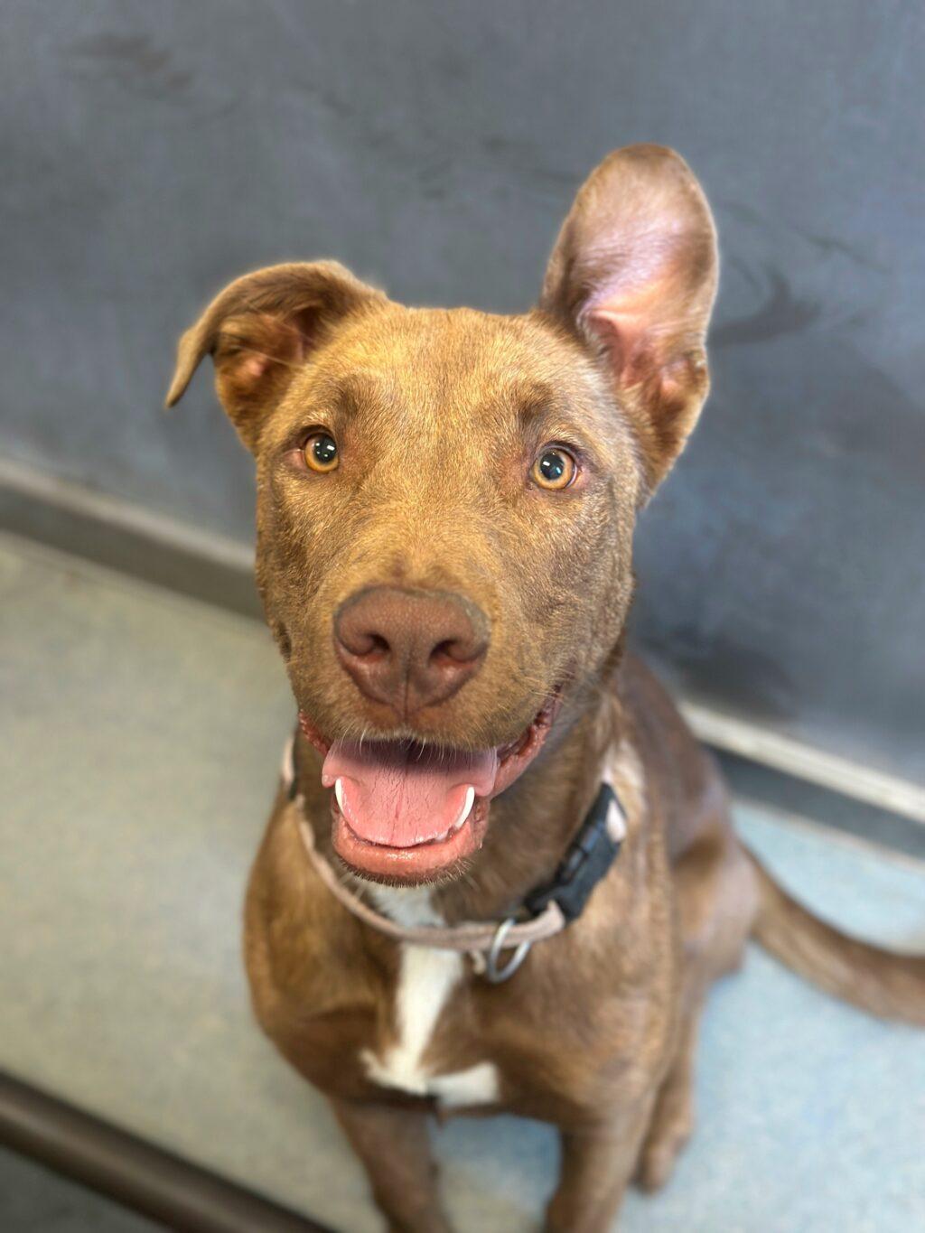 Hi Barbie, an adoptable Chesapeake Bay Retriever in Billings, MT, 59102 | Photo Image 2