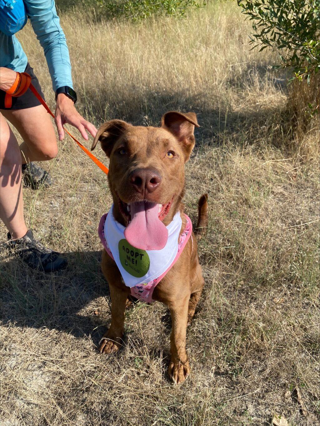 Hi Barbie, an adoptable Chesapeake Bay Retriever in Billings, MT, 59102 | Photo Image 1