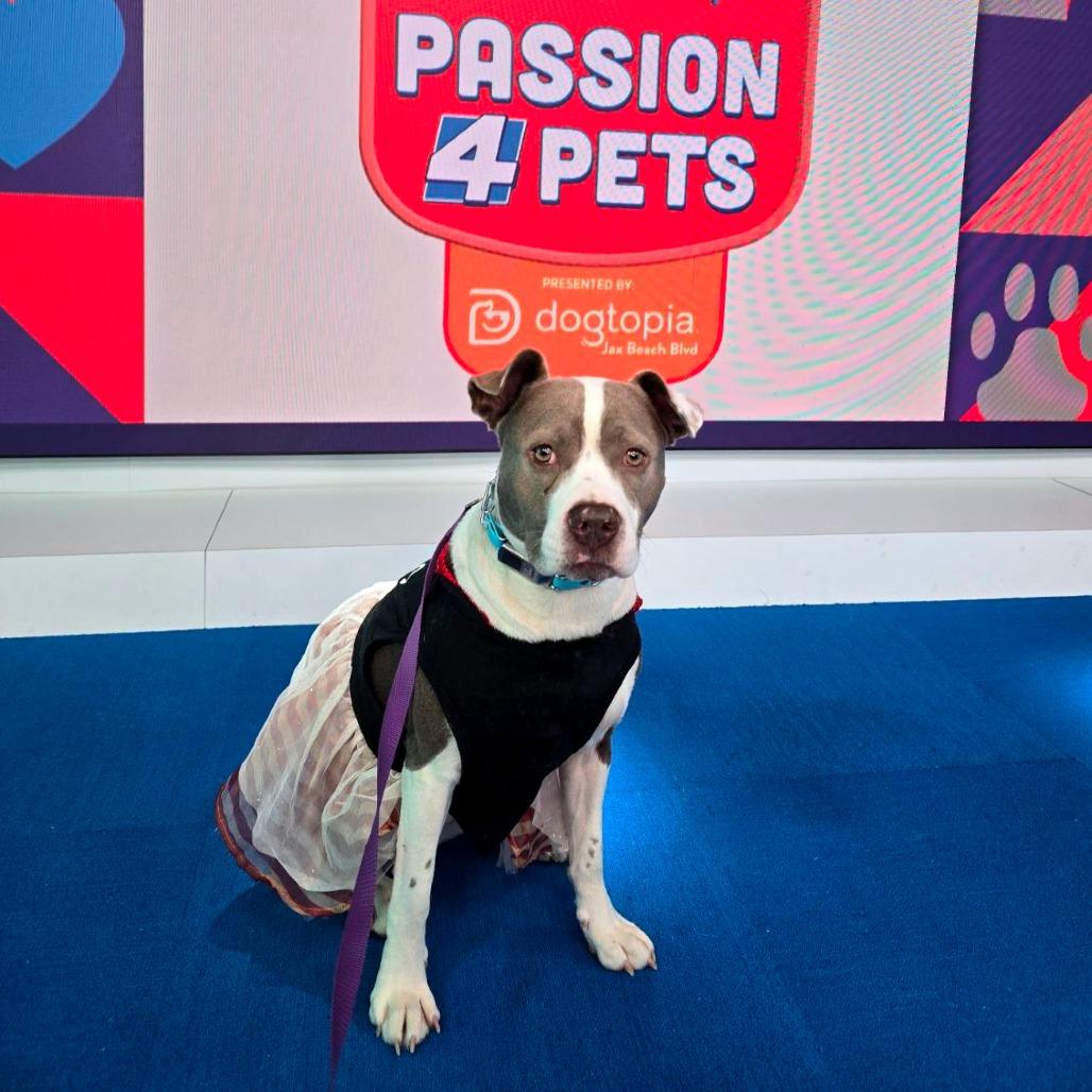 Enlarge Delilah, a Adoptable Mixed Breed in Jacksonville Beach, FL image 2/6