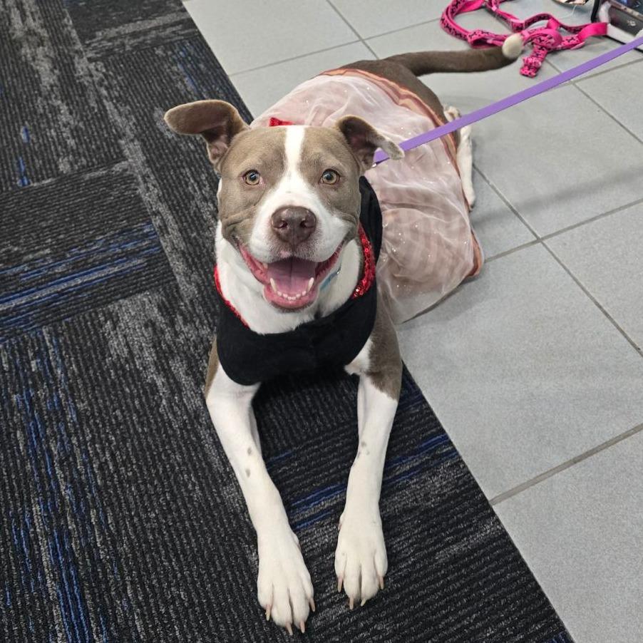 Enlarge Delilah, a Adoptable Mixed Breed in Jacksonville Beach, FL image 4/6