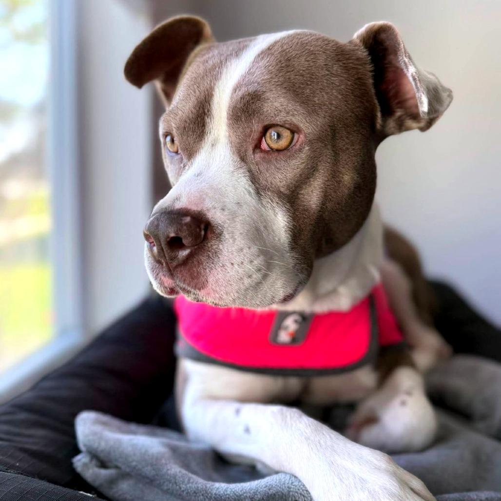 Enlarge Delilah, a Adoptable Mixed Breed in Jacksonville Beach, FL image 5/6