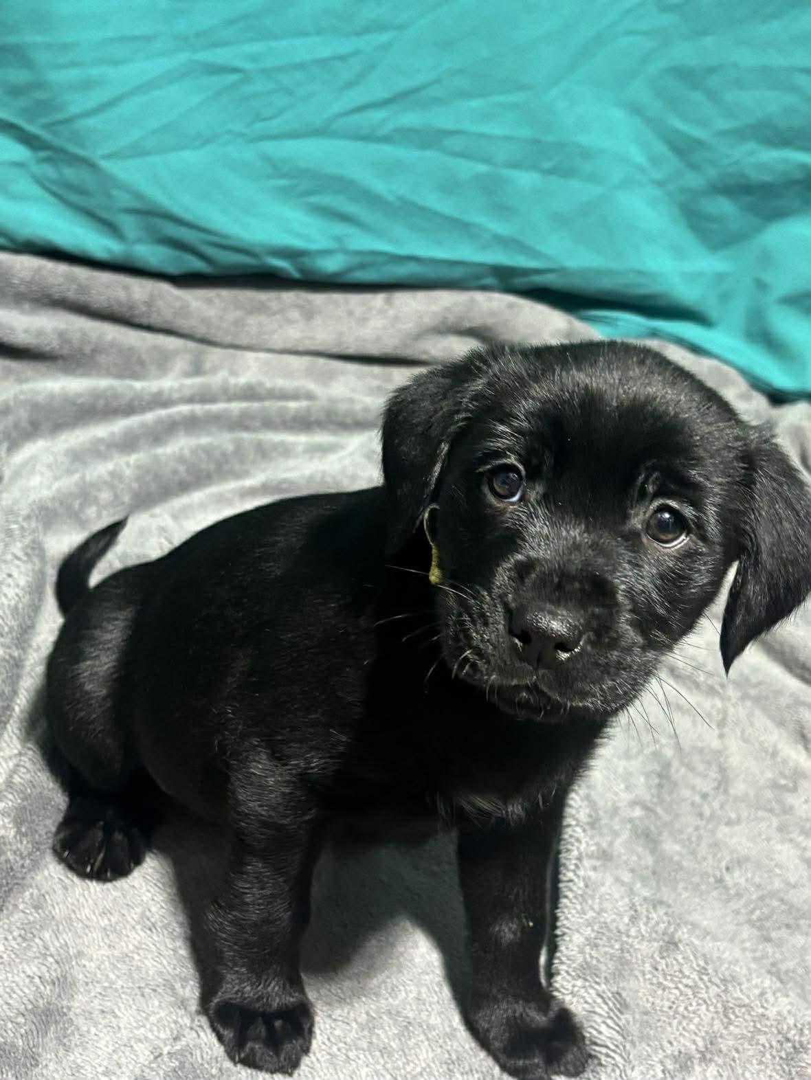 Harley, a ADOPTABLE Mixed Breed in Kenosha, WI image 4/4