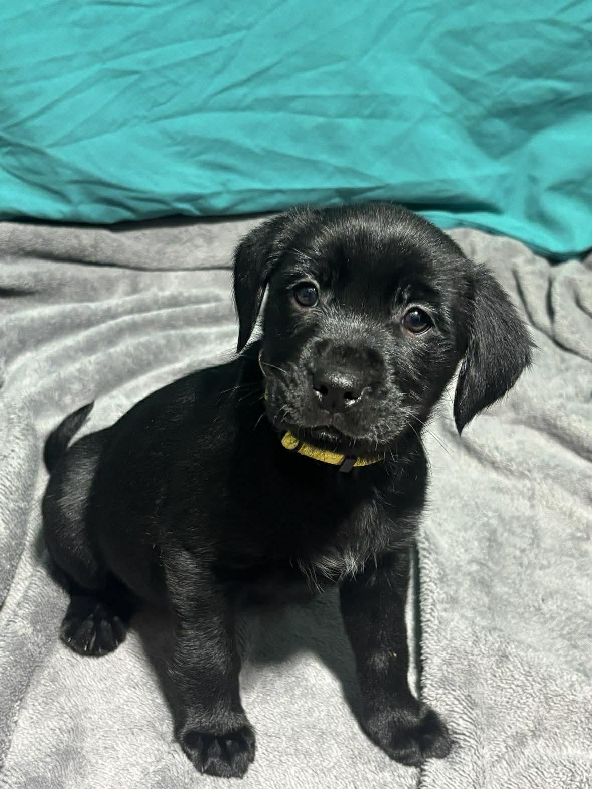 Harley, a ADOPTABLE Mixed Breed in Kenosha, WI image 2/4