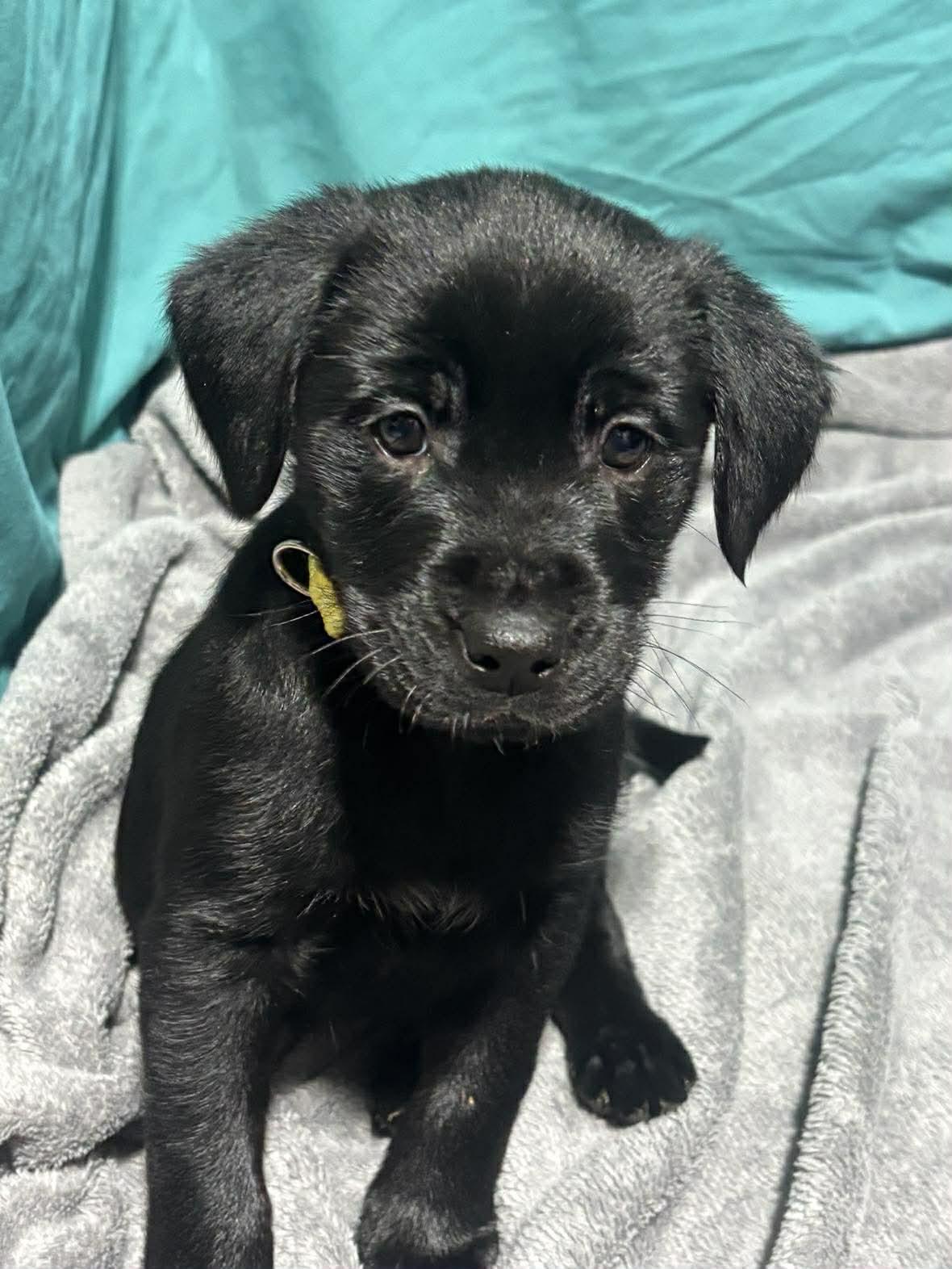 Harley, ADOPTABLE, Puppy Female Mixed Breed.