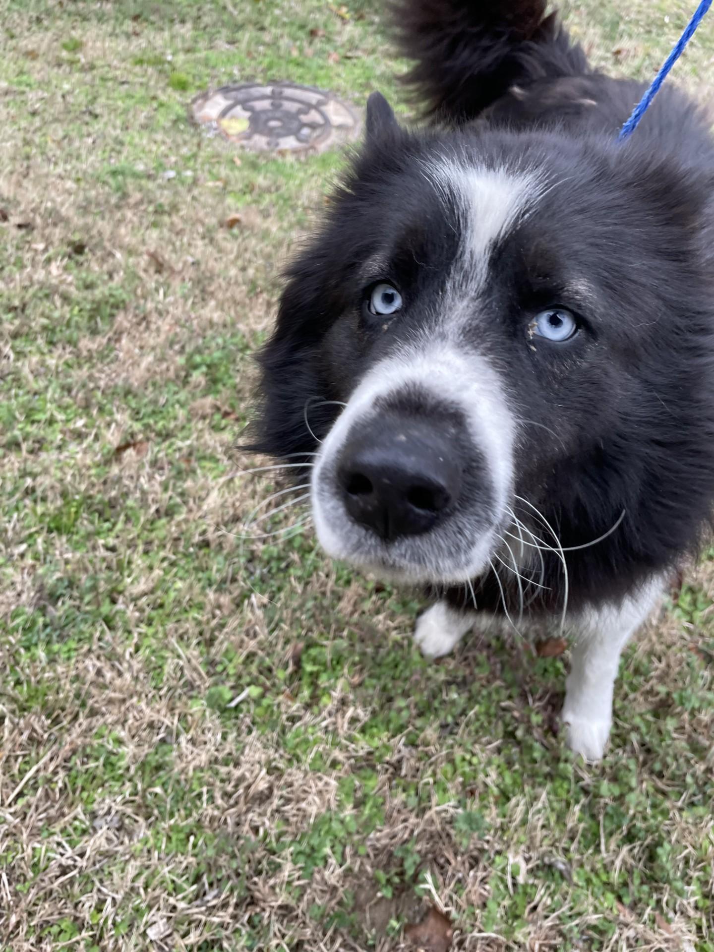 Enlarge SKY6263 (Rescued), a ADOPTABLE mixed breed in Rocky Mount, NC image 1/4