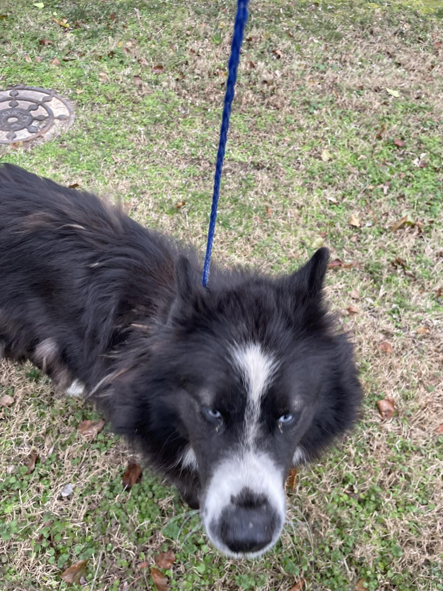 Enlarge SKY6263 (Rescued), a ADOPTABLE mixed breed in Rocky Mount, NC image 3/4