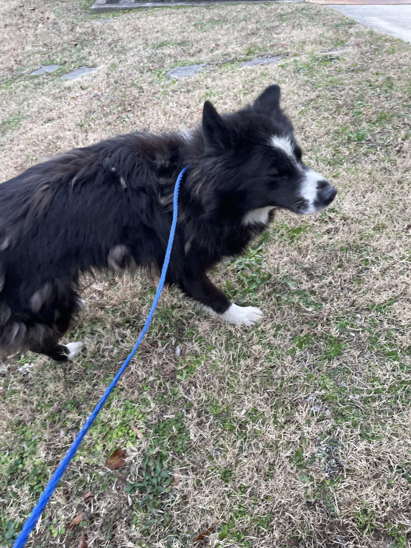 Enlarge SKY6263 (Rescued), a ADOPTABLE mixed breed in Rocky Mount, NC image 4/4