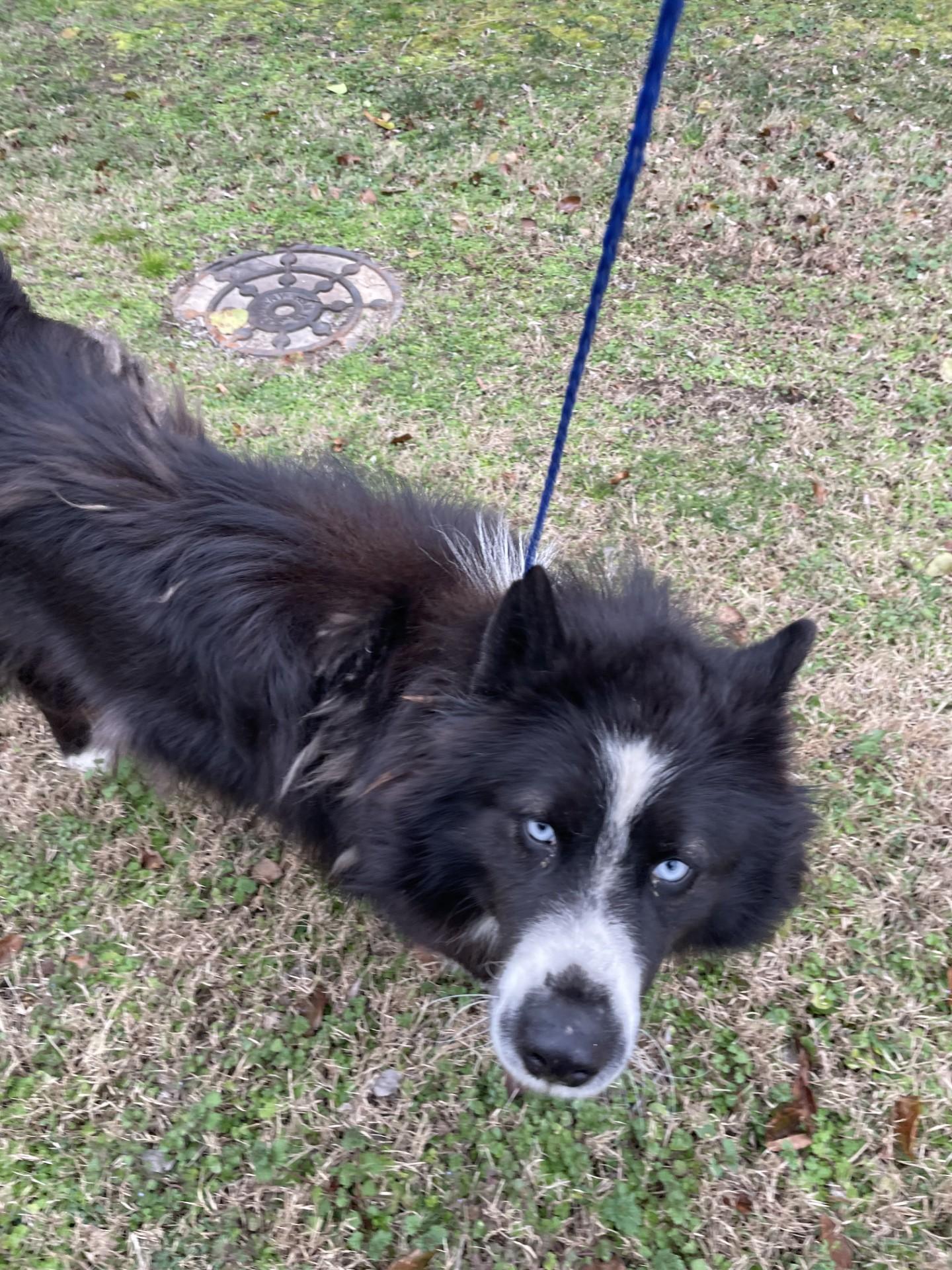 Enlarge SKY6263 (Rescued), a ADOPTABLE mixed breed in Rocky Mount, NC image 2/4