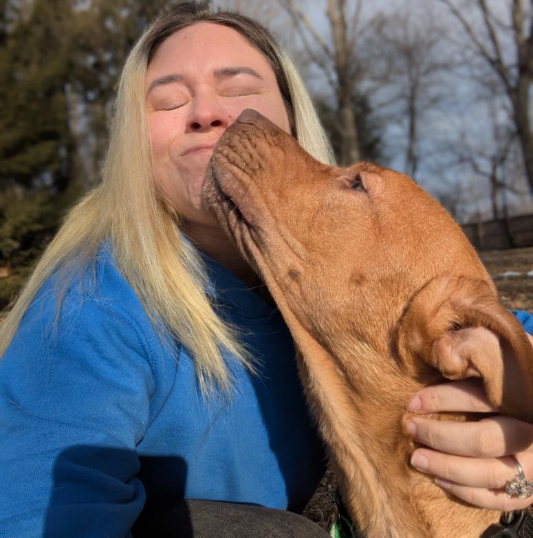 ARNOLD, Adoptable, Young Male Black Mouth Cur & Shar-Pei.