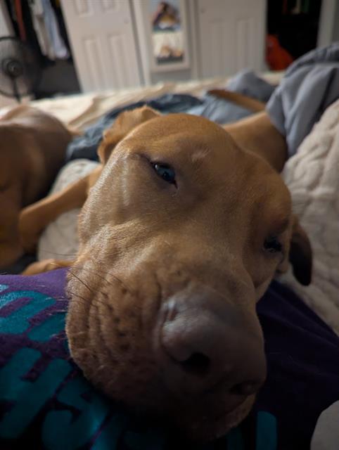 Enlarge ARNOLD, a Adoptable mixed breed in Derwood, MD image 1/1