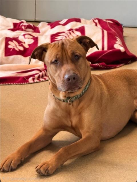 Enlarge ARNOLD, a Adoptable mixed breed in Derwood, MD image 1/1