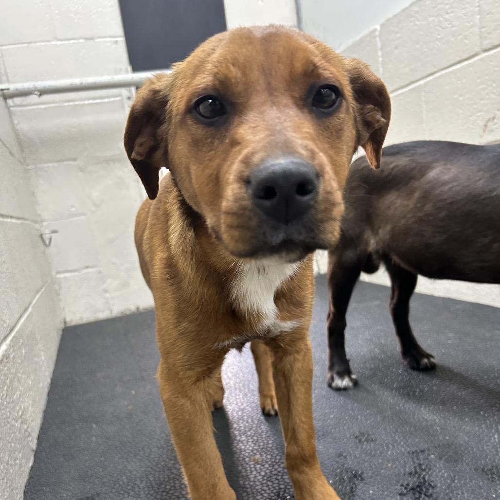 Enlarge Dezzy, a Adoptable mixed breed in Madisonville, KY image 1/1