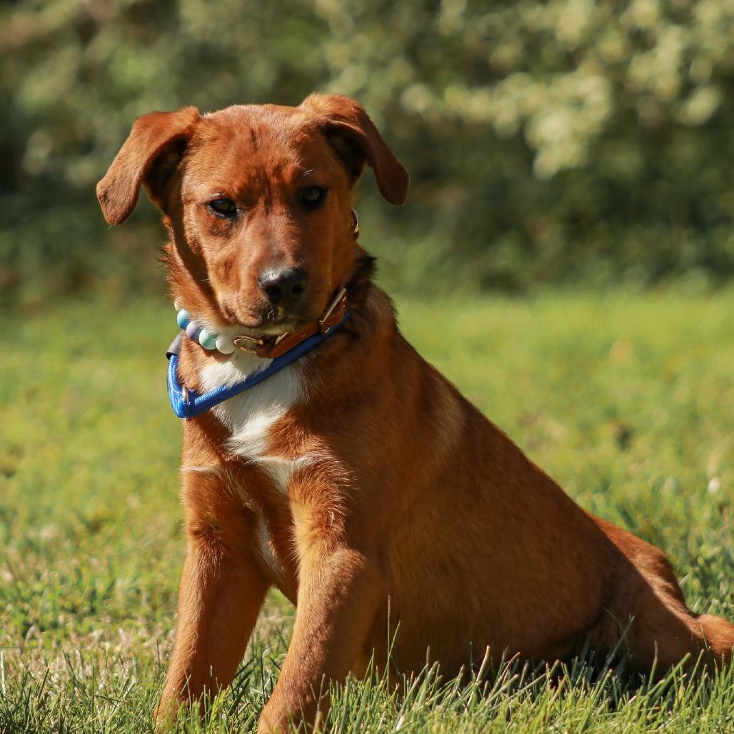 Enlarge Dezzy, a Adoptable mixed breed in Madisonville, KY image 2/4