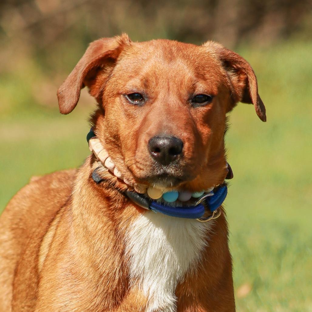 Enlarge Dezzy, a Adoptable mixed breed in Madisonville, KY image 3/4