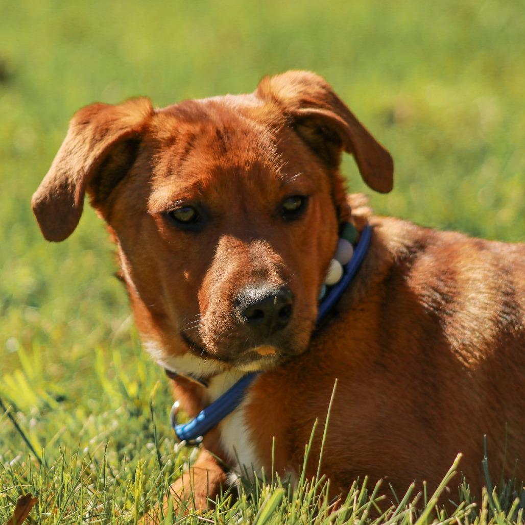 Enlarge Dezzy, a Adoptable mixed breed in Madisonville, KY image 4/4