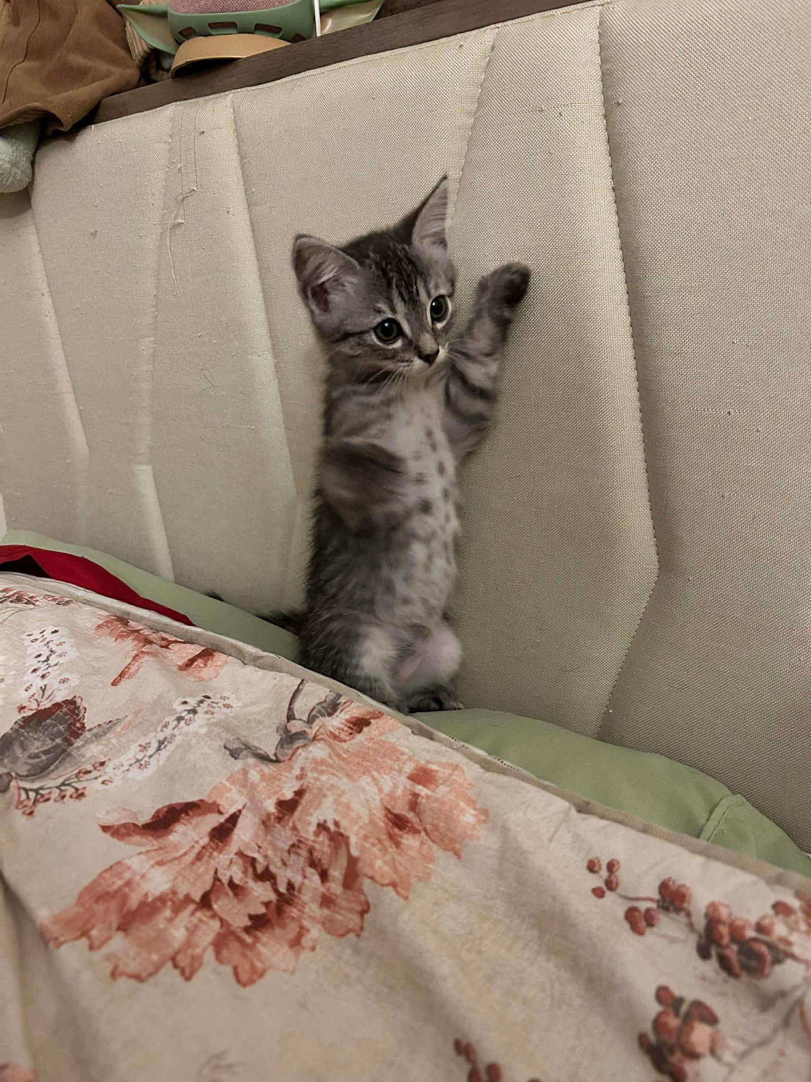 Rhyleigh, Adoptable, Kitten Female Tabby.