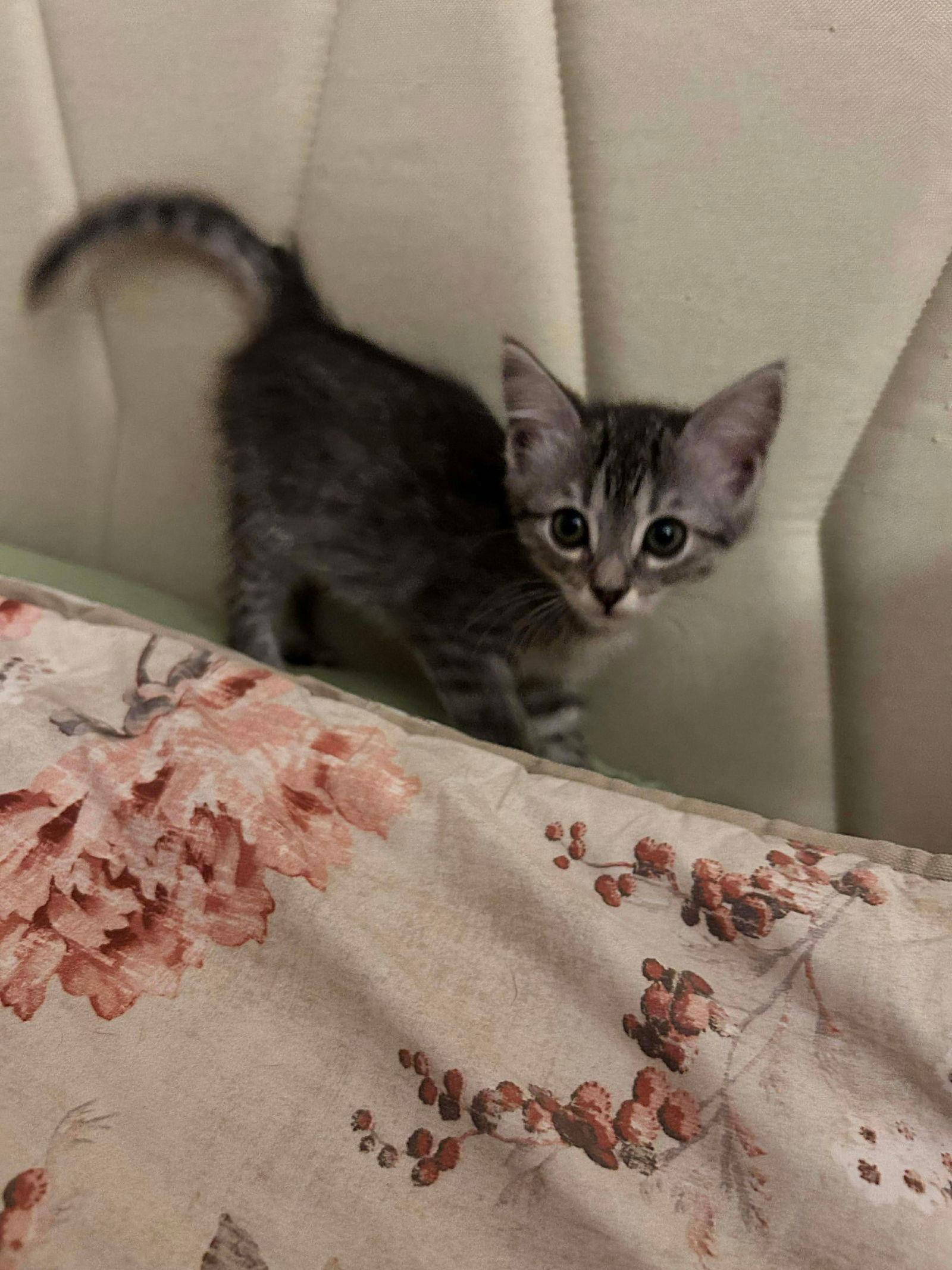 Rhyleigh, a Adopted Tabby in Rockwall, TX image 2/3