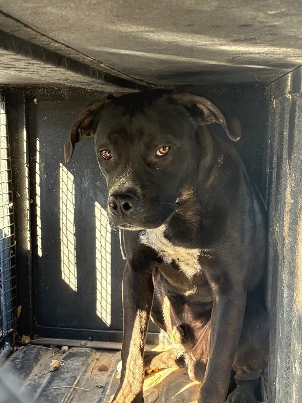 Mars, a Adoptable Mixed Breed in Hobbs, NM image 1/4