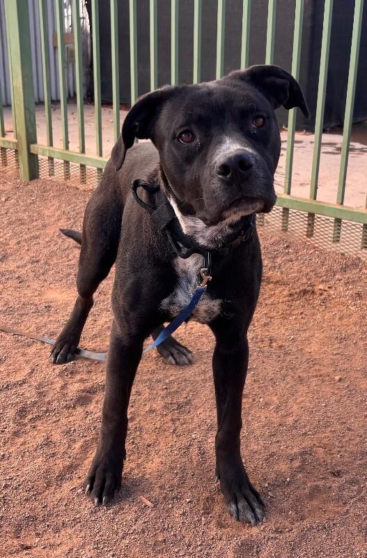 Mars, Adoptable, Adult Male Mixed Breed.