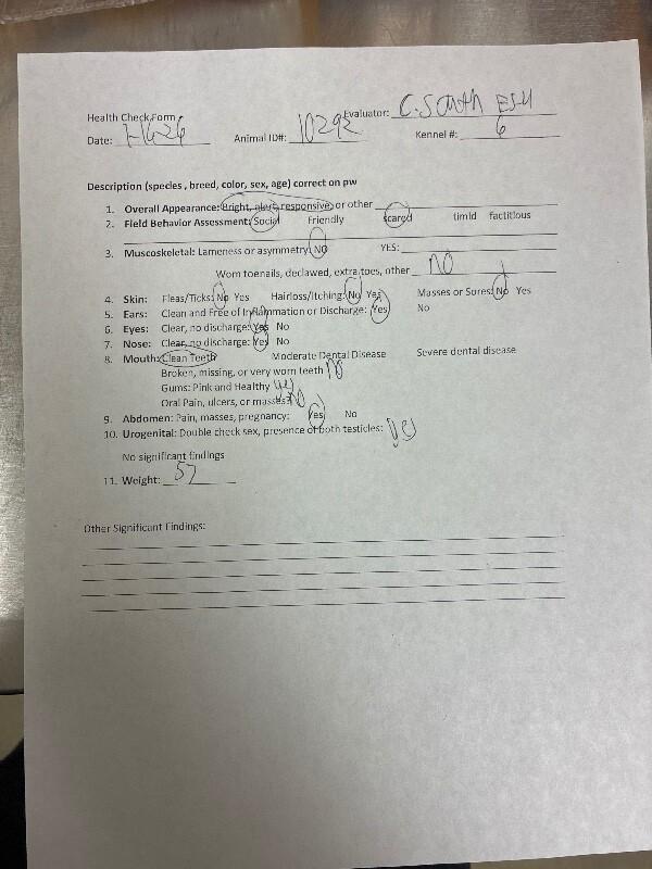 Mars, a Adoptable Mixed Breed in Hobbs, NM image 3/4