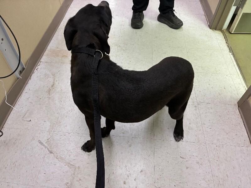 Mars, a Adoptable Mixed Breed in Hobbs, NM image 4/4