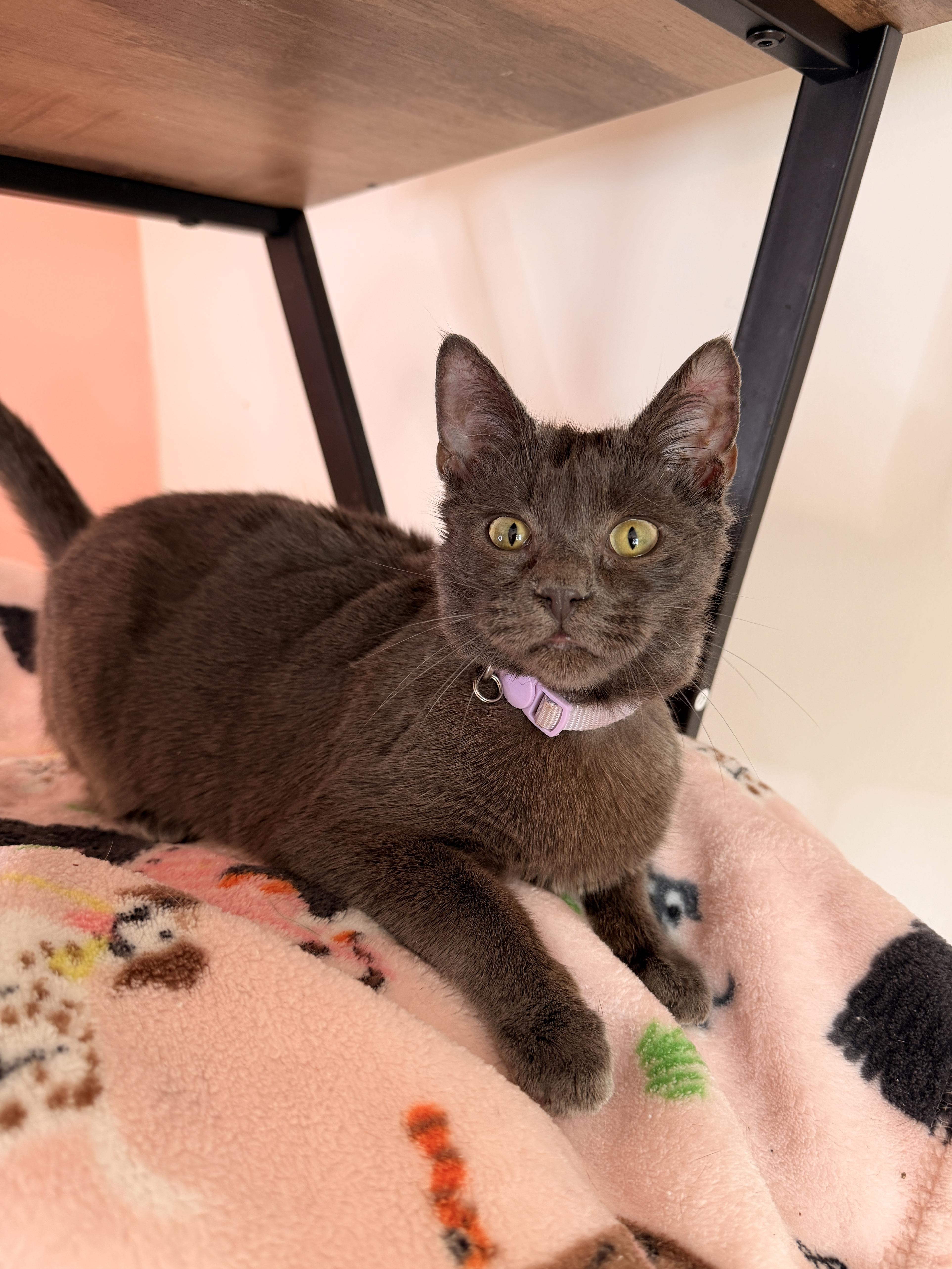 Enlarge CLOUDY, an adopted Domestic Short Hair in New York, NY image 4/6
