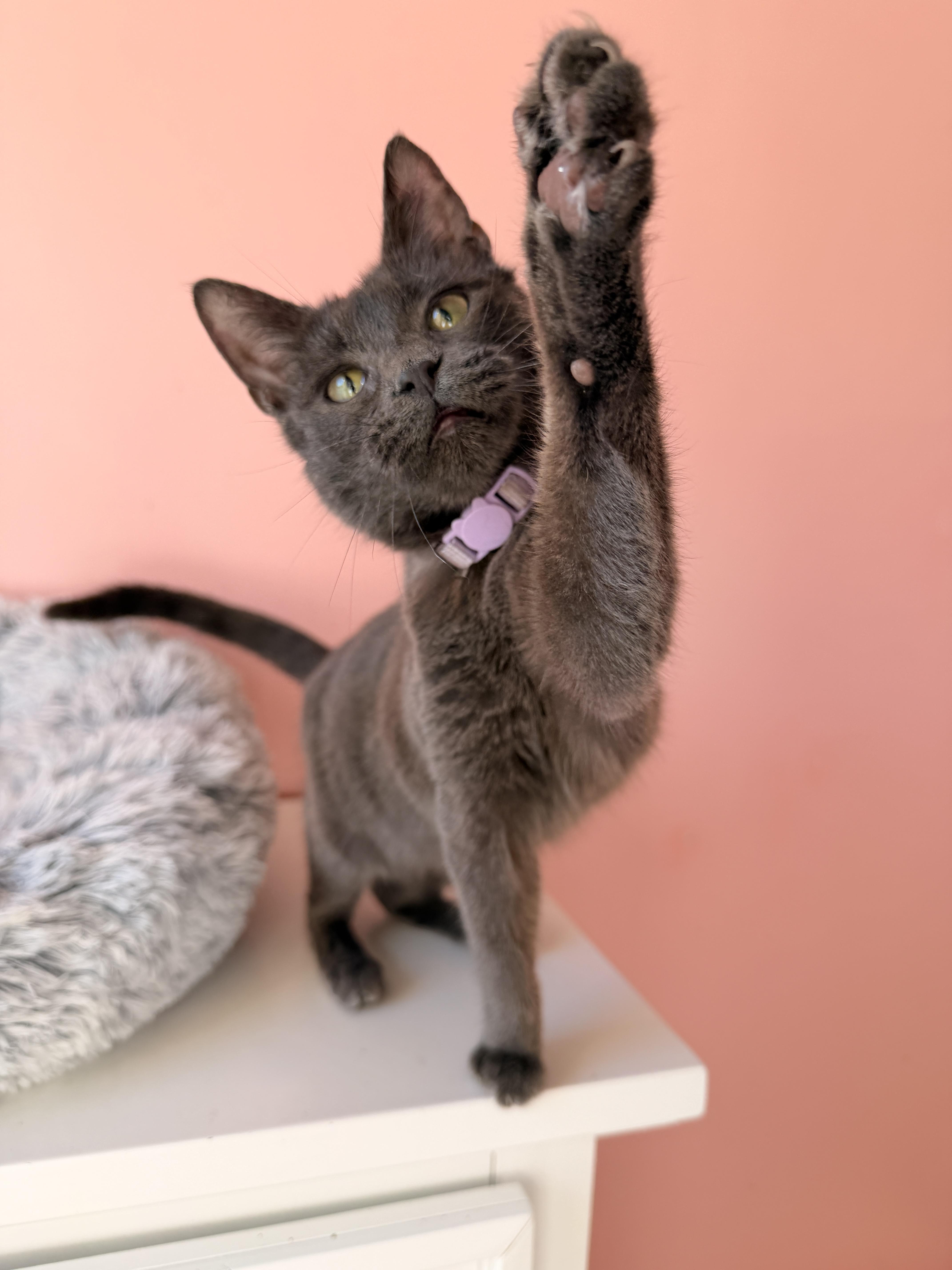 Enlarge CLOUDY, an adopted Domestic Short Hair in New York, NY image 3/6