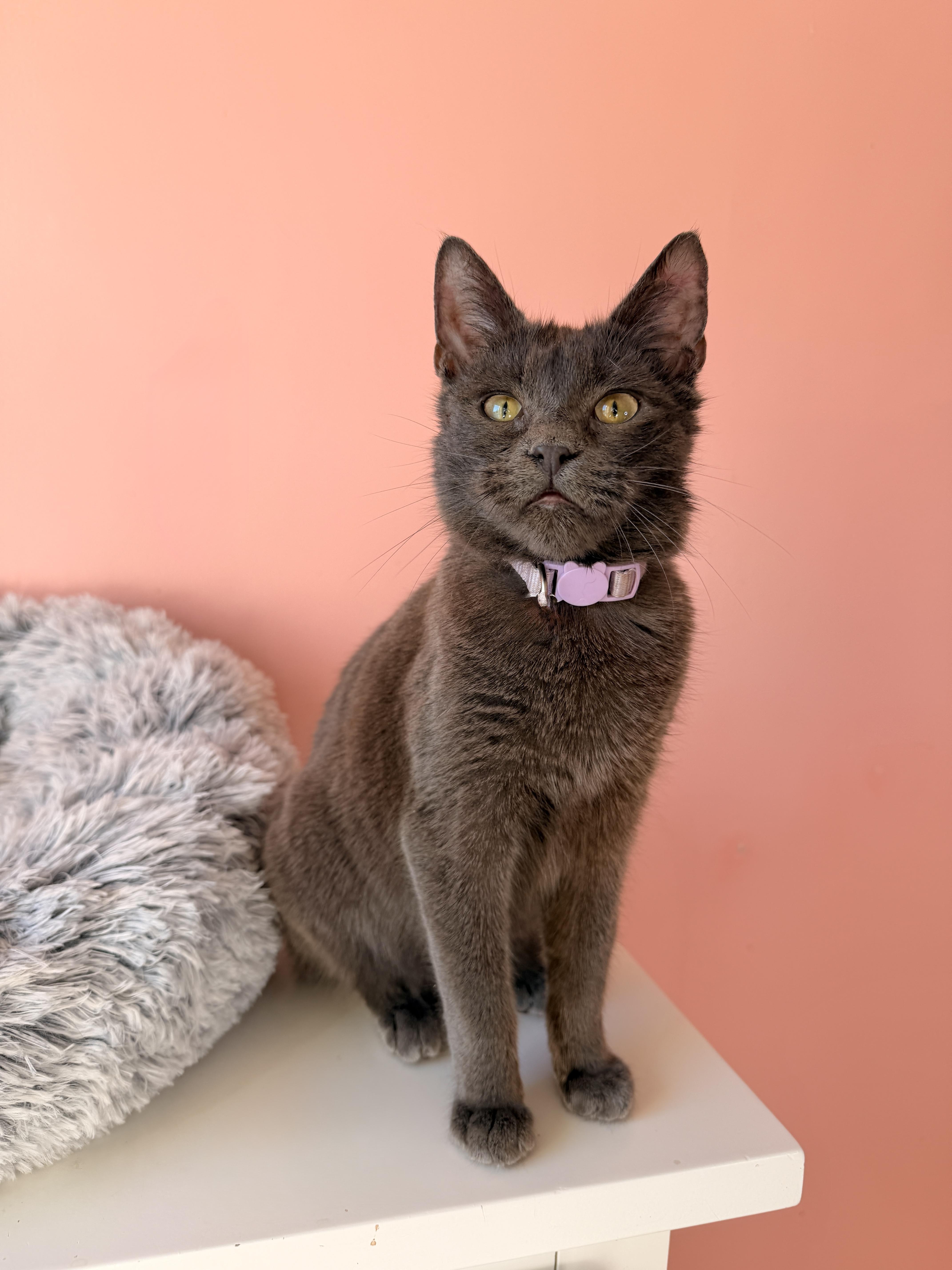 Enlarge CLOUDY, an adopted Domestic Short Hair in New York, NY image 6/6