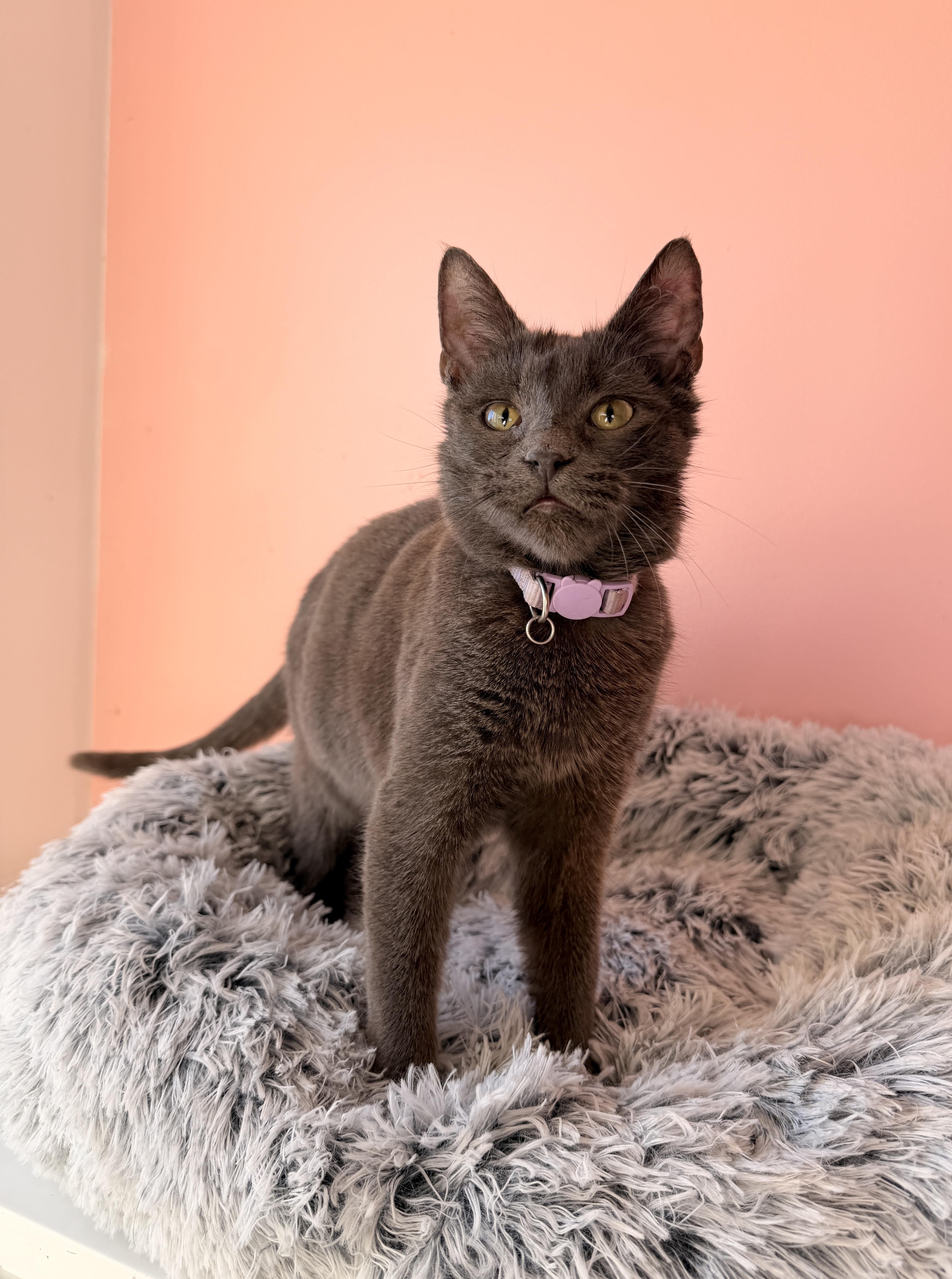 Enlarge CLOUDY, an adopted Domestic Short Hair in New York, NY image 5/6
