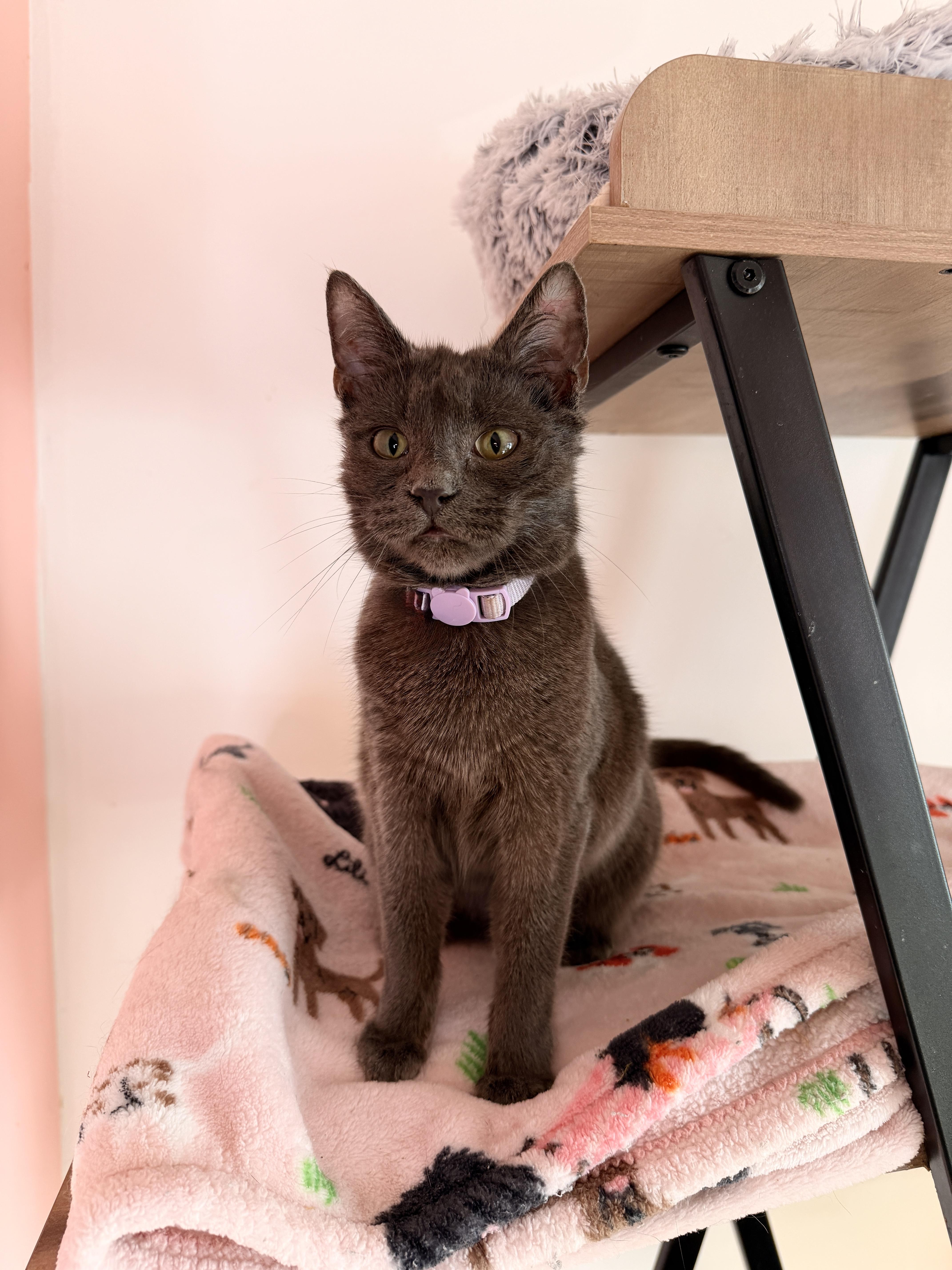 Enlarge CLOUDY, an adopted Domestic Short Hair in New York, NY image 2/6