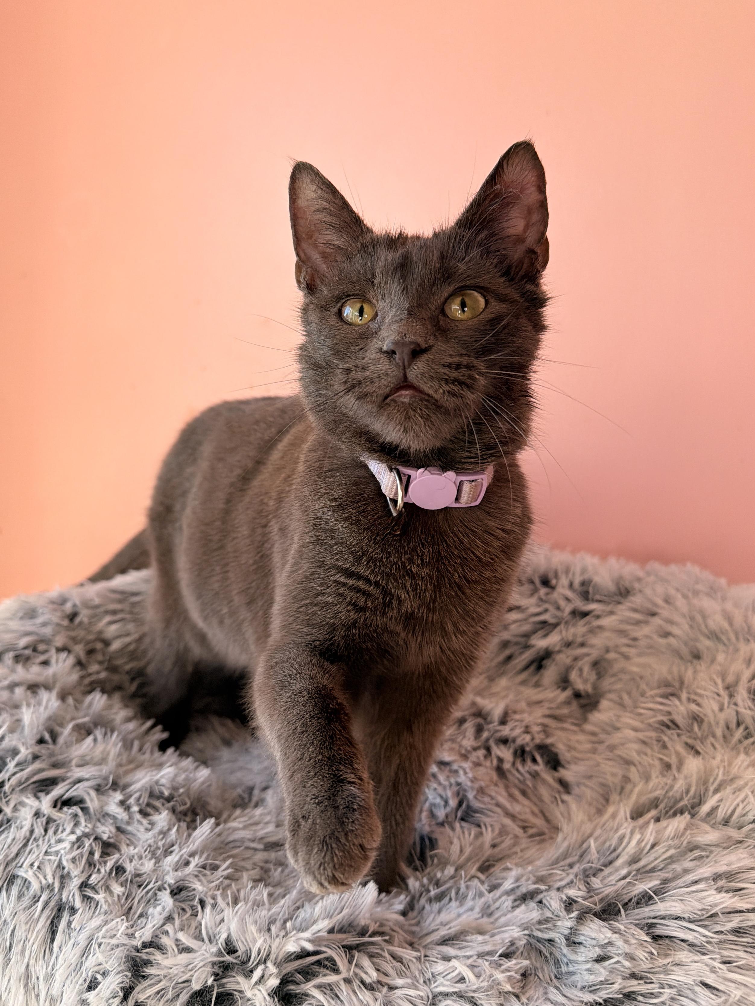 CLOUDY, adopted, Kitten Female Domestic Short Hair.
