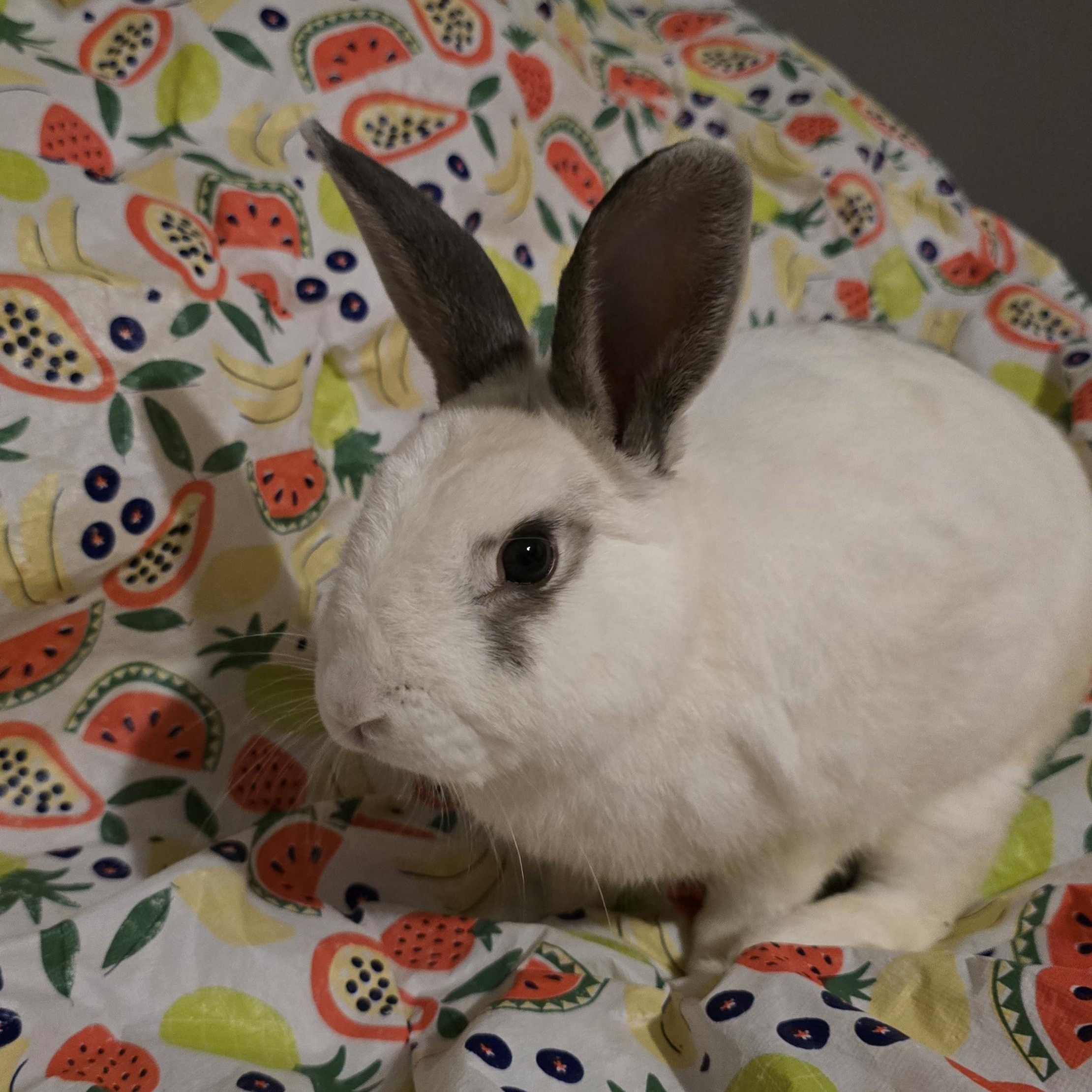 Enlarge Clove, a Adoptable mixed breed in Knoxville, TN image 4/4