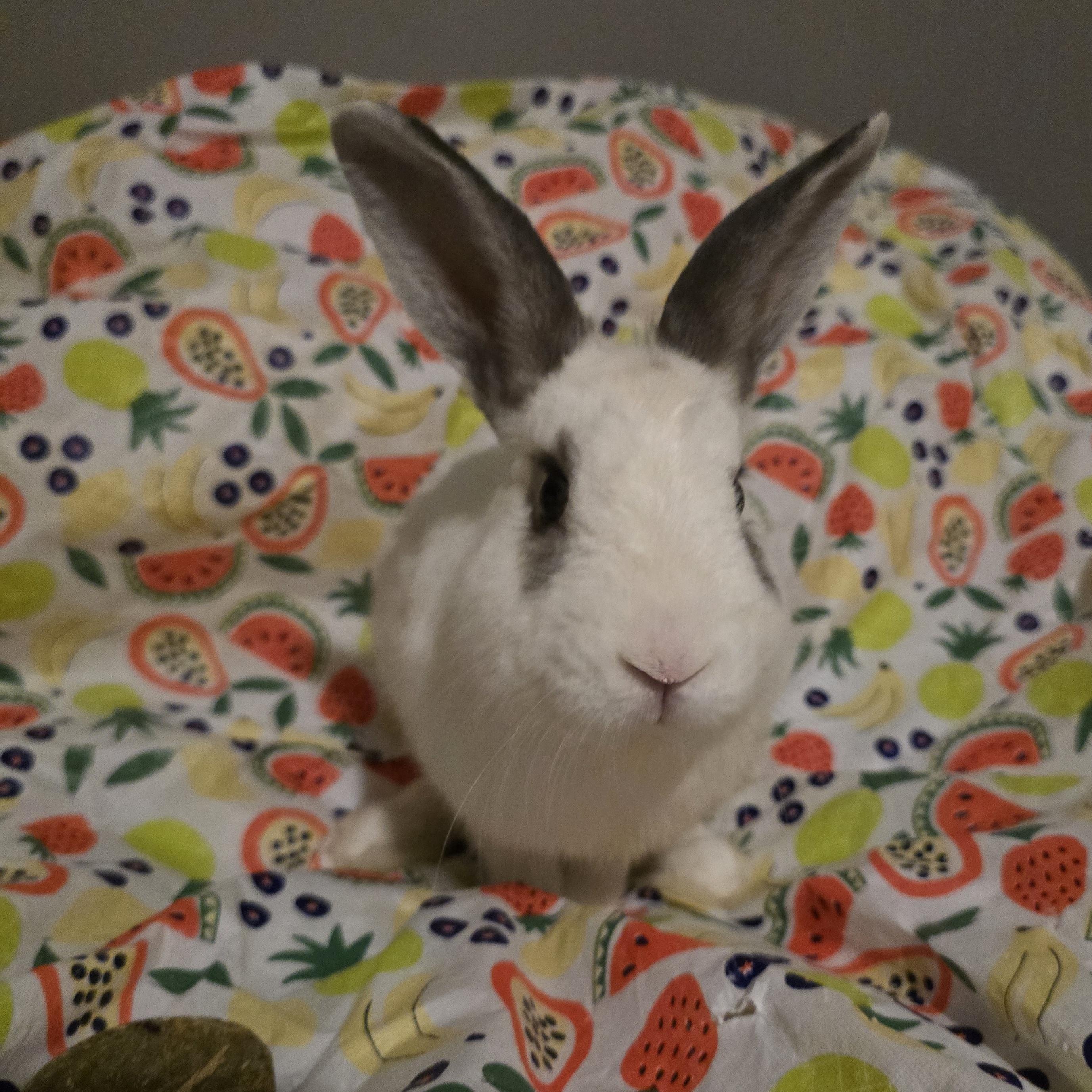 Enlarge Clove, a Adoptable mixed breed in Knoxville, TN image 1/4