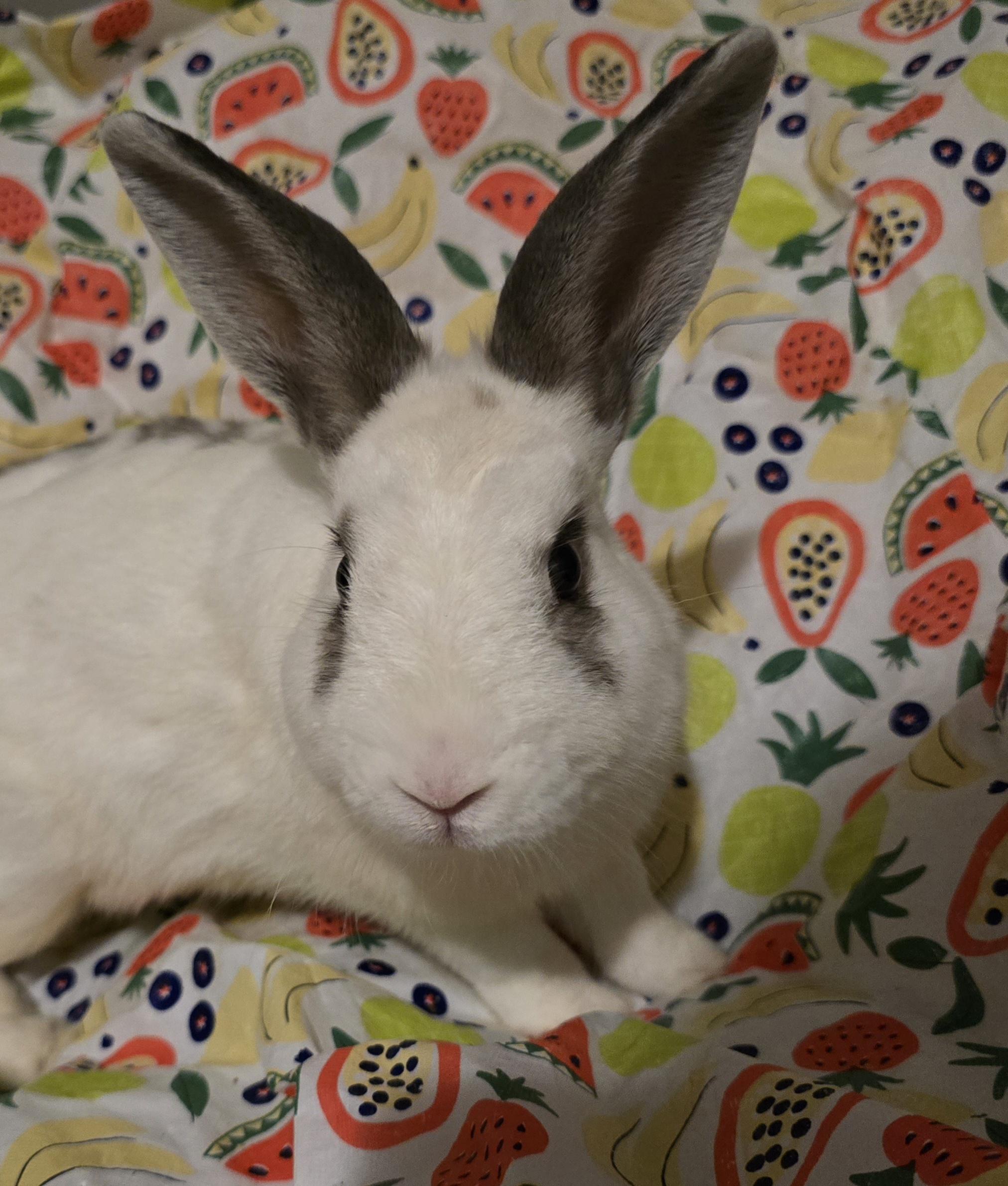 Enlarge Clove, a Adoptable mixed breed in Knoxville, TN image 2/4