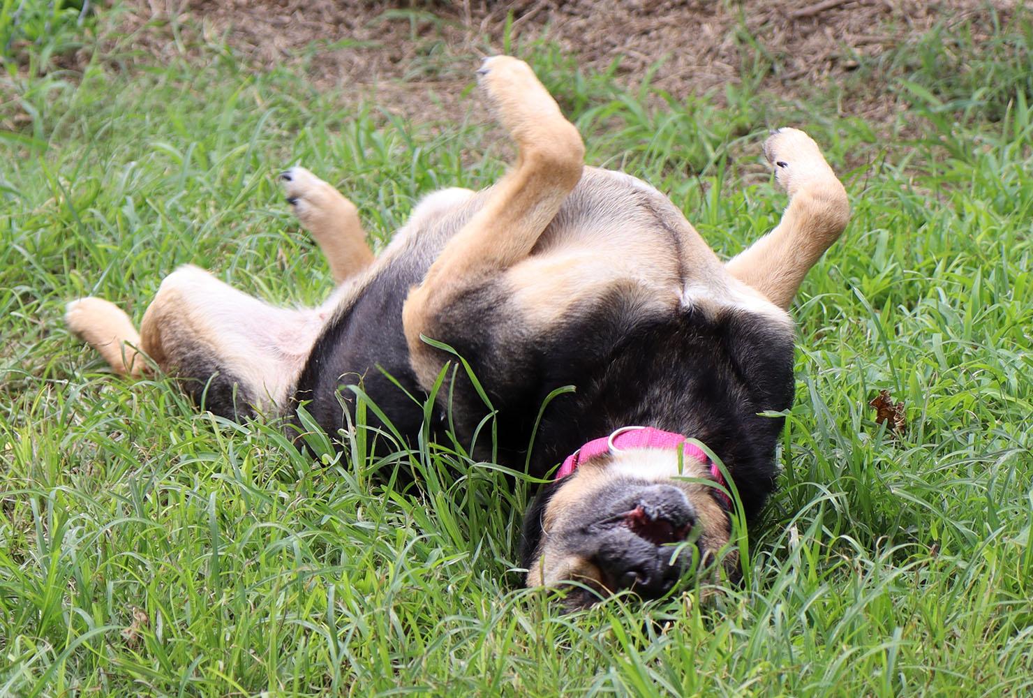 Celia (AO34185), a Adoptable mixed breed in Kansas City, KS image 6/6