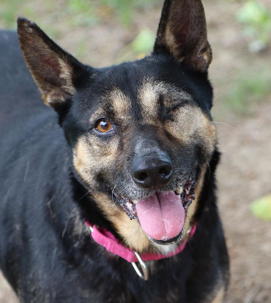 Celia (AO34185), a Adoptable mixed breed in Kansas City, KS image 1/6