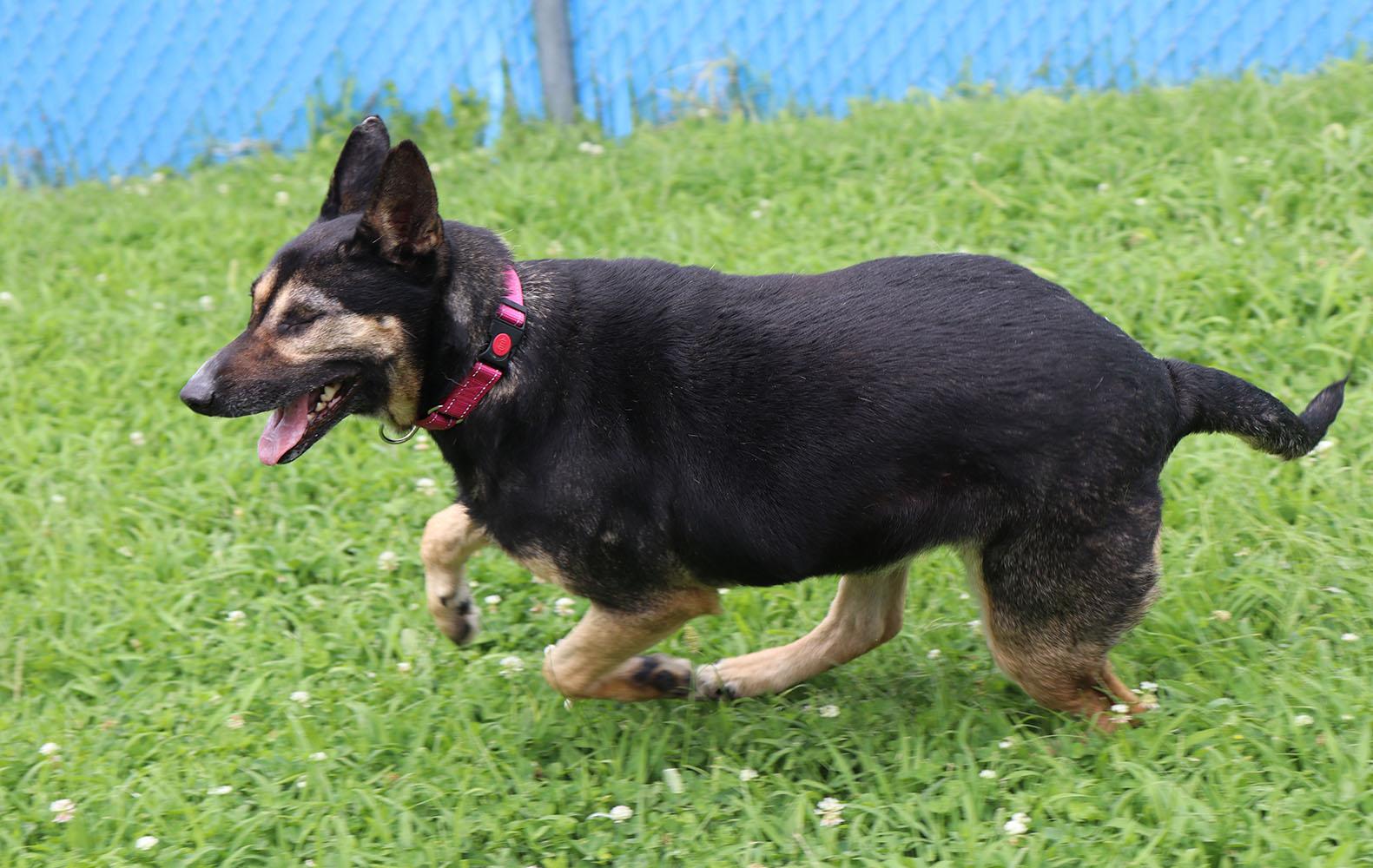 Celia (AO34185), a Adoptable mixed breed in Kansas City, KS image 5/6