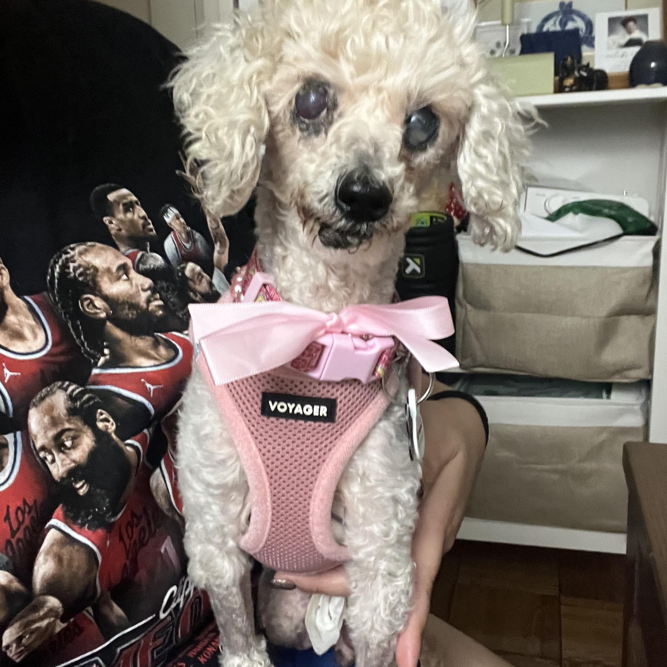 Madeline, ADOPTABLE, Senior Female Poodle (Toy).