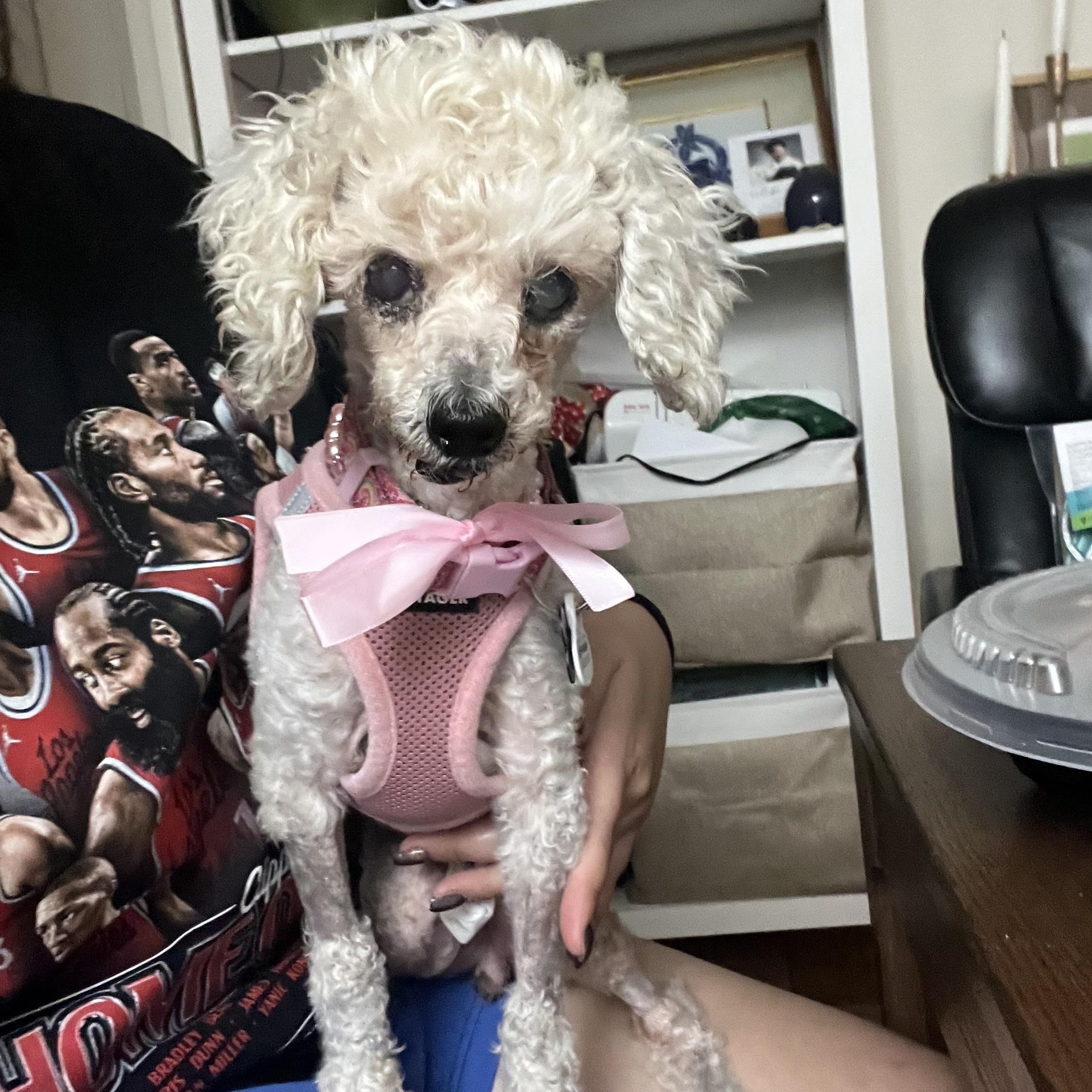 Enlarge Madeline, a ADOPTABLE Poodle (Toy) in West Hollywood, CA image 2/5