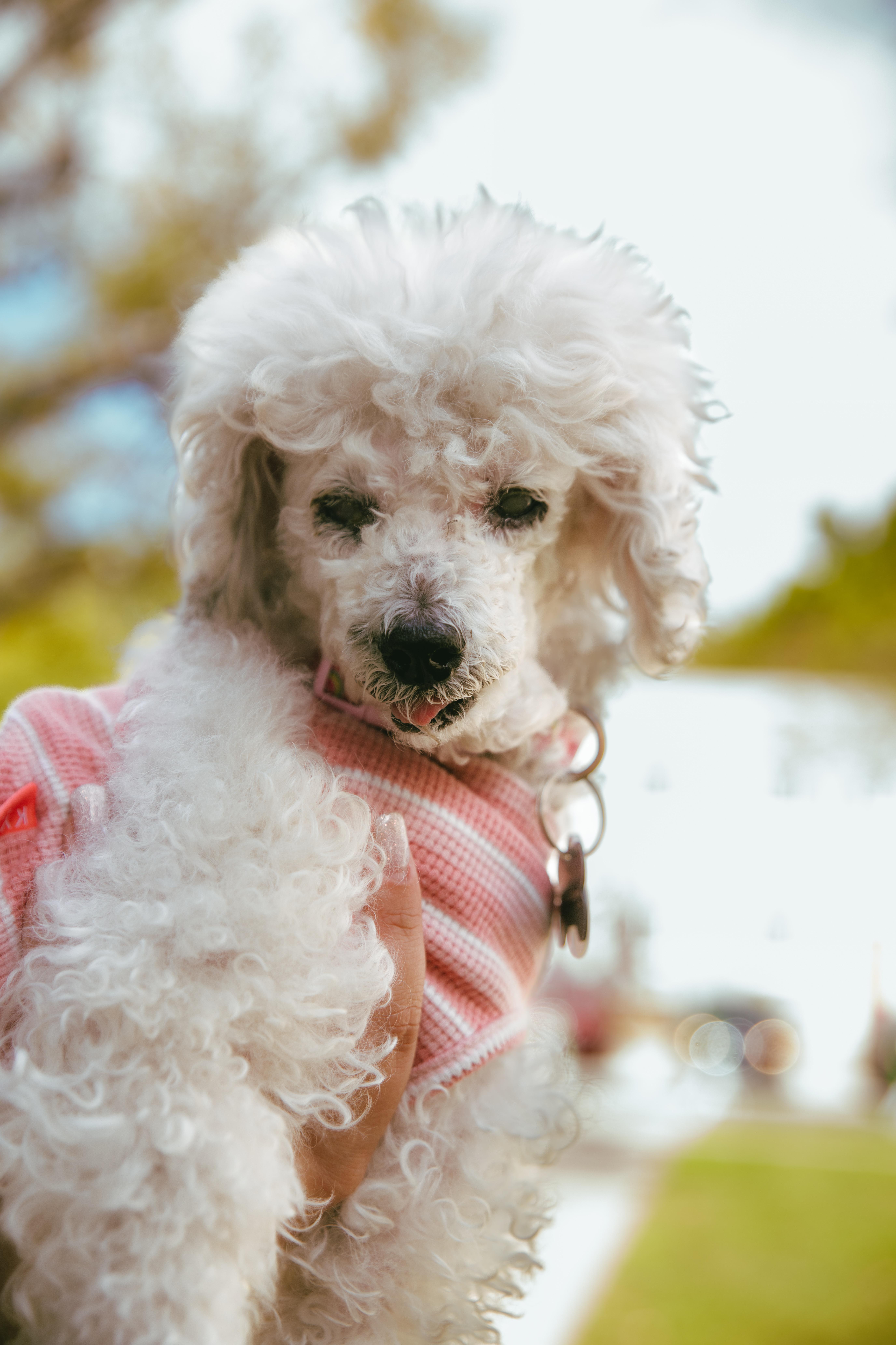 Enlarge Madeline, a ADOPTABLE Poodle (Toy) in West Hollywood, CA image 3/6