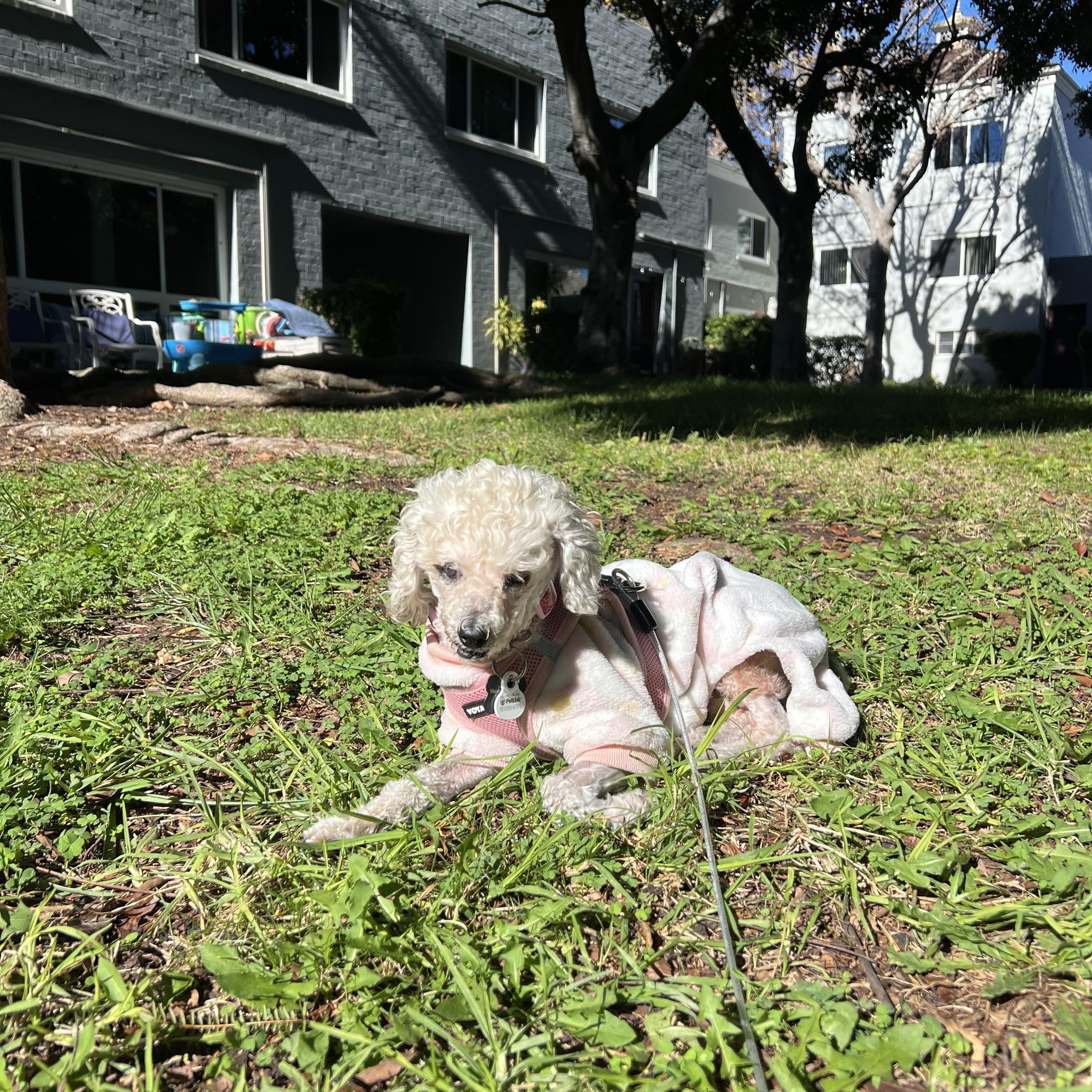Enlarge Madeline, a ADOPTABLE Poodle (Toy) in West Hollywood, CA image 3/5