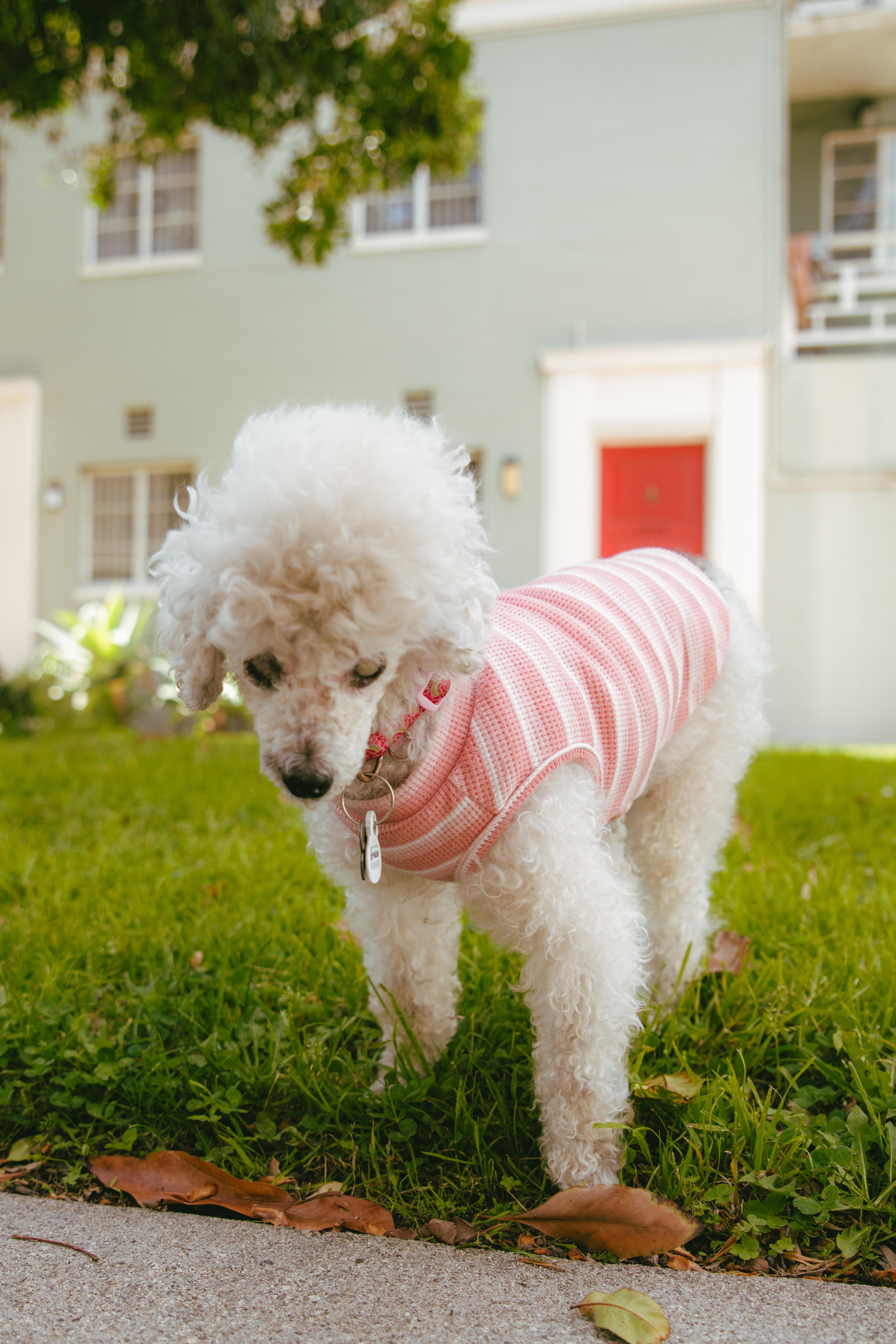 Enlarge Madeline, a ADOPTABLE Poodle (Toy) in West Hollywood, CA image 4/6