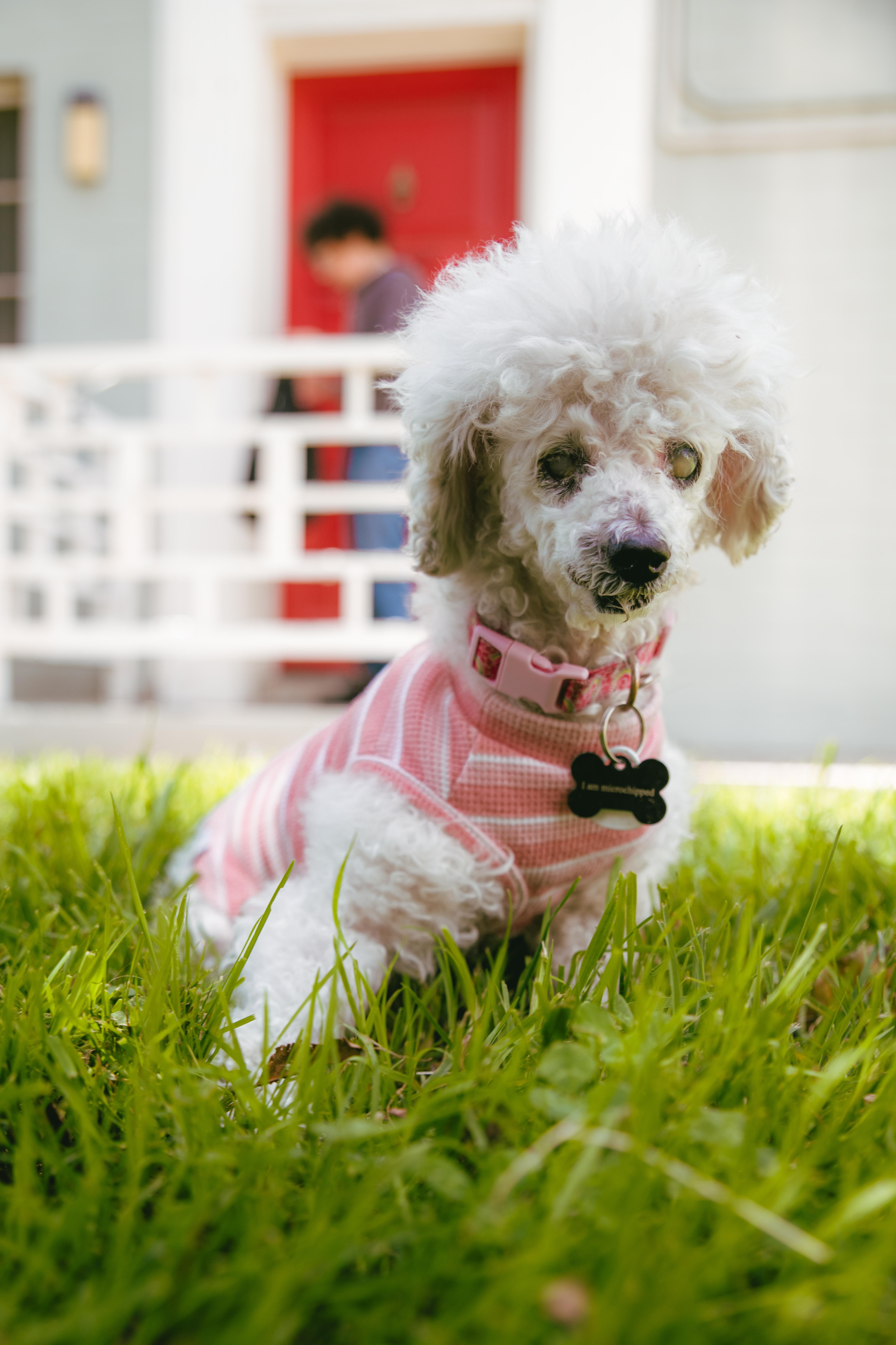 Enlarge Madeline, a ADOPTABLE Poodle (Toy) in West Hollywood, CA image 2/6