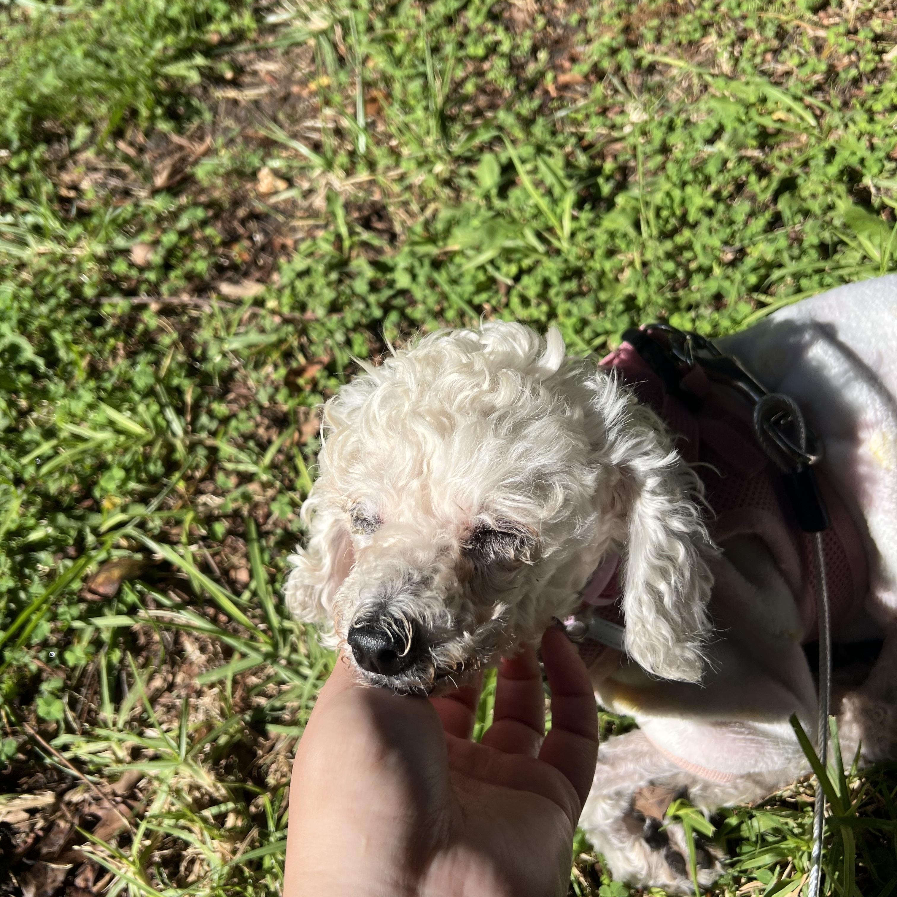 Enlarge Madeline, a ADOPTABLE Poodle (Toy) in West Hollywood, CA image 4/5