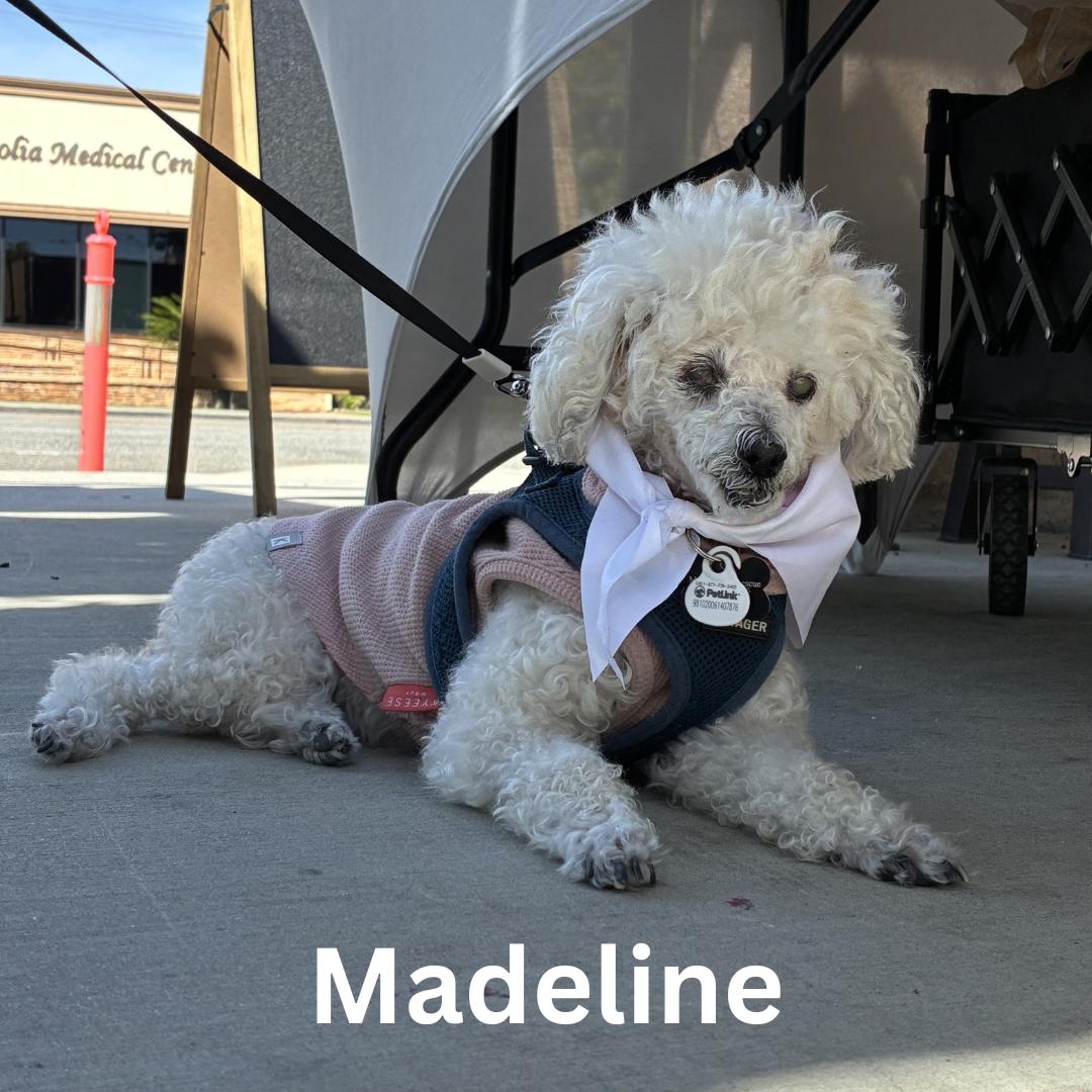 Enlarge Madeline, a ADOPTABLE Poodle (Toy) in West Hollywood, CA image 1/5