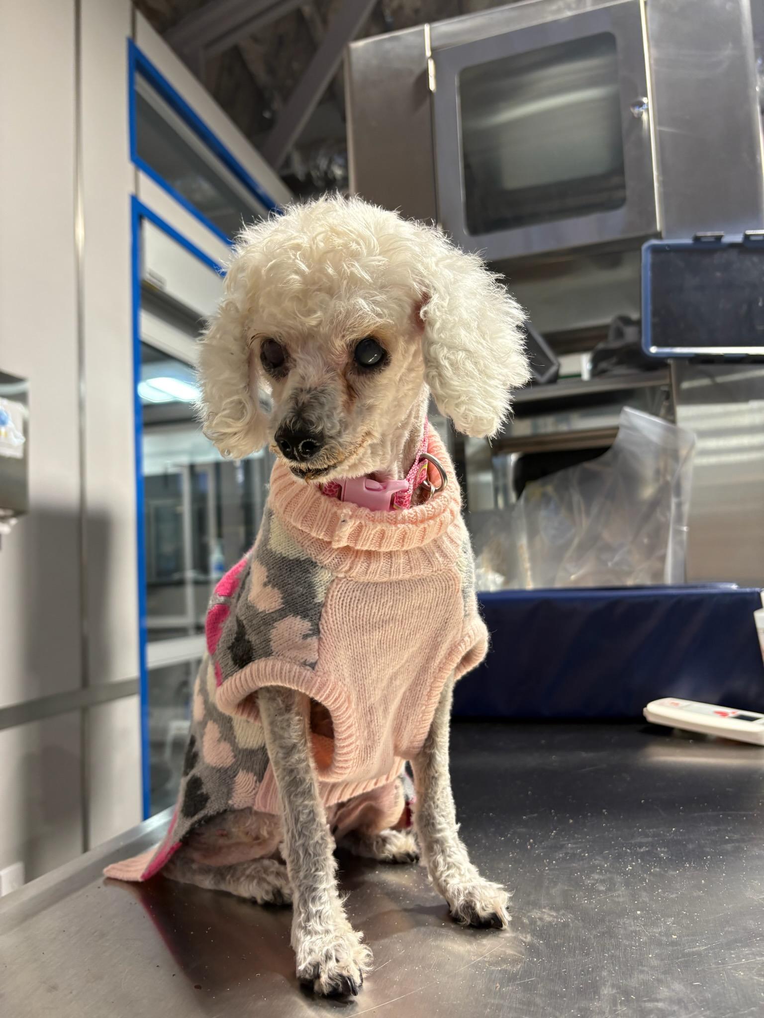 Enlarge Madeline, a ADOPTABLE Poodle (Toy) in West Hollywood, CA image 5/5