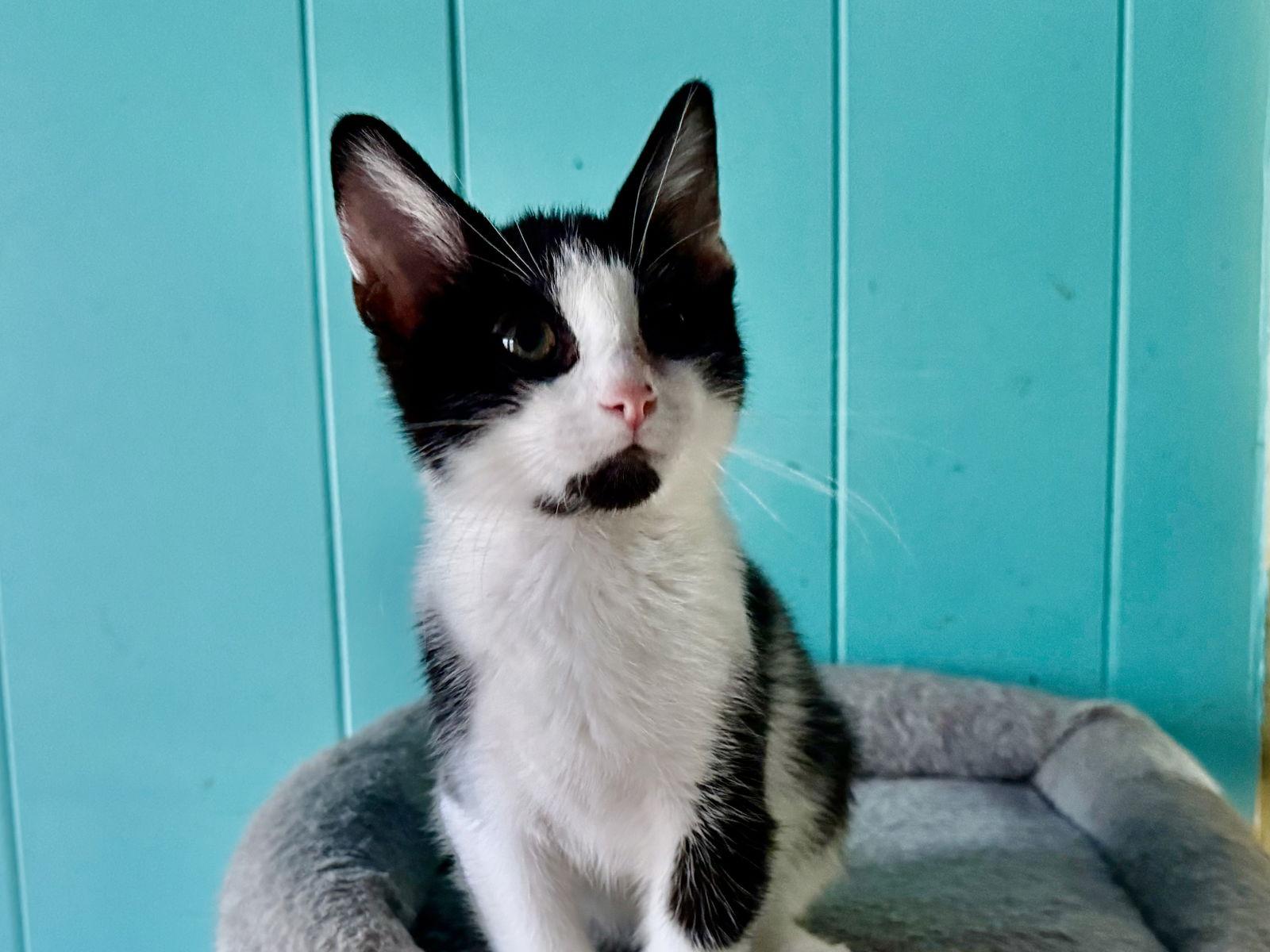 Ollie, Adoptable, Kitten Male American Shorthair.