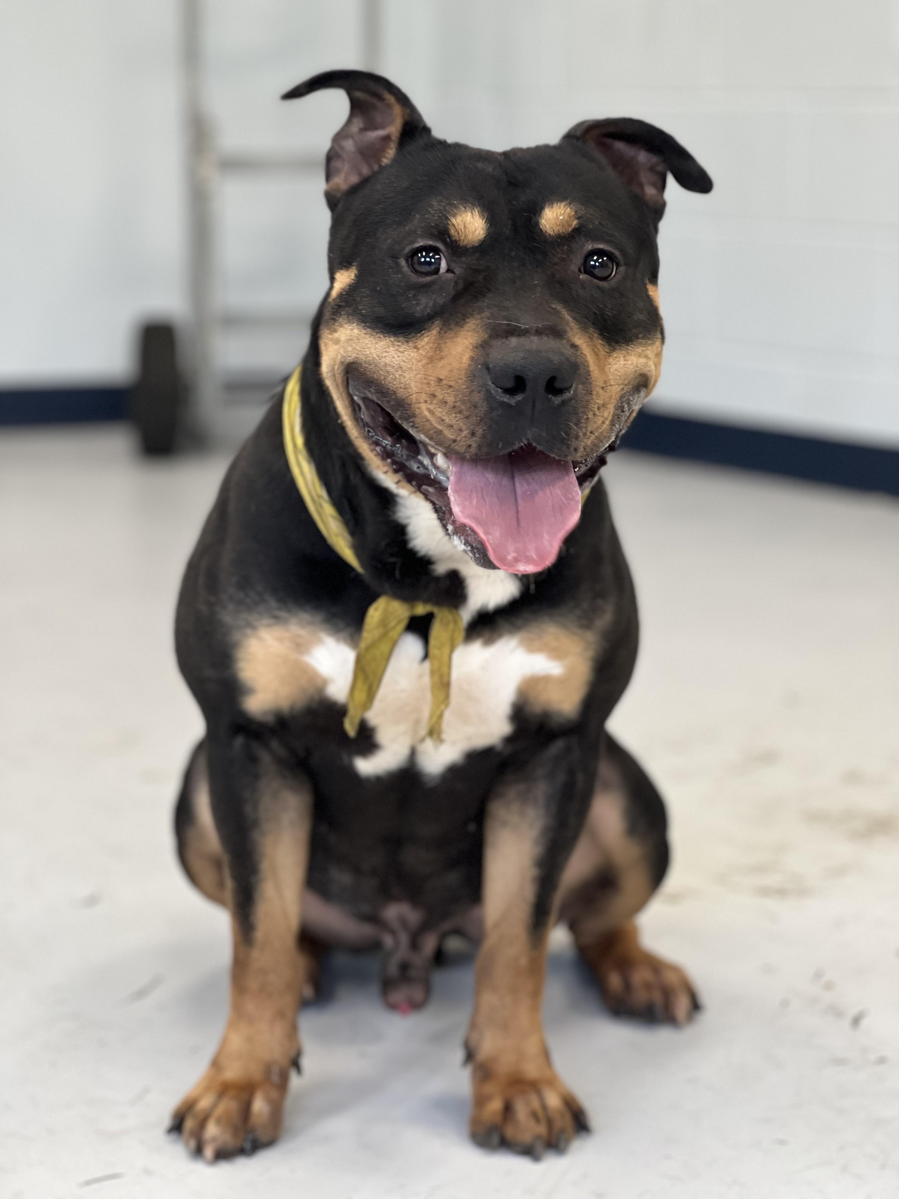 Ringo, a Adoptable mixed breed in Yonkers, NY image 5/6