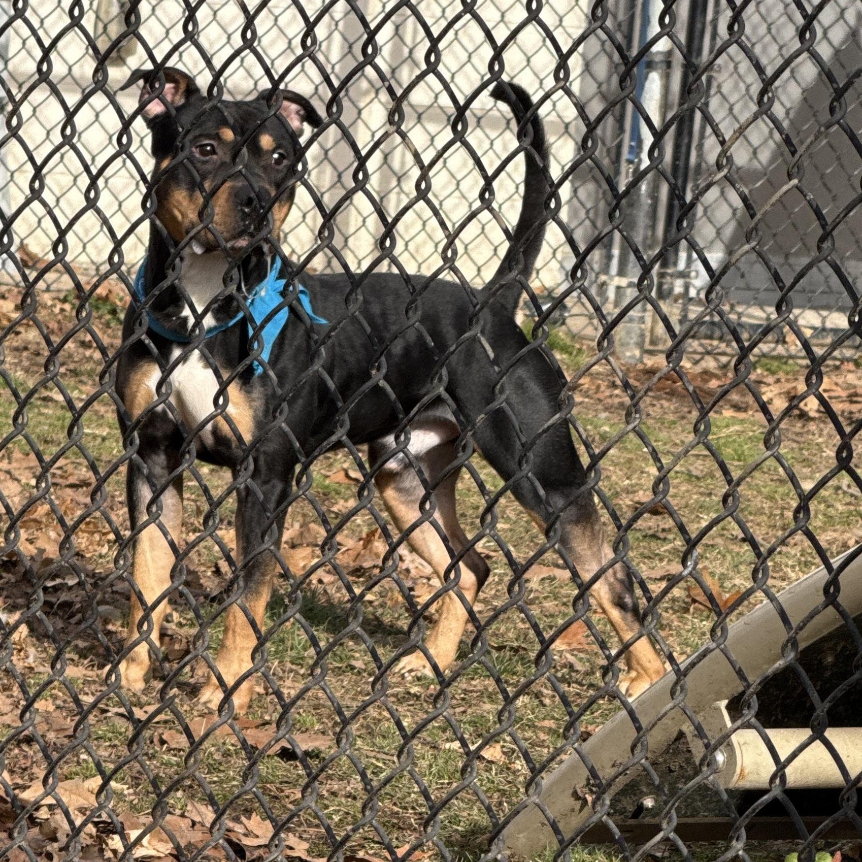 Ringo, a Adoptable mixed breed in Yonkers, NY image 6/6